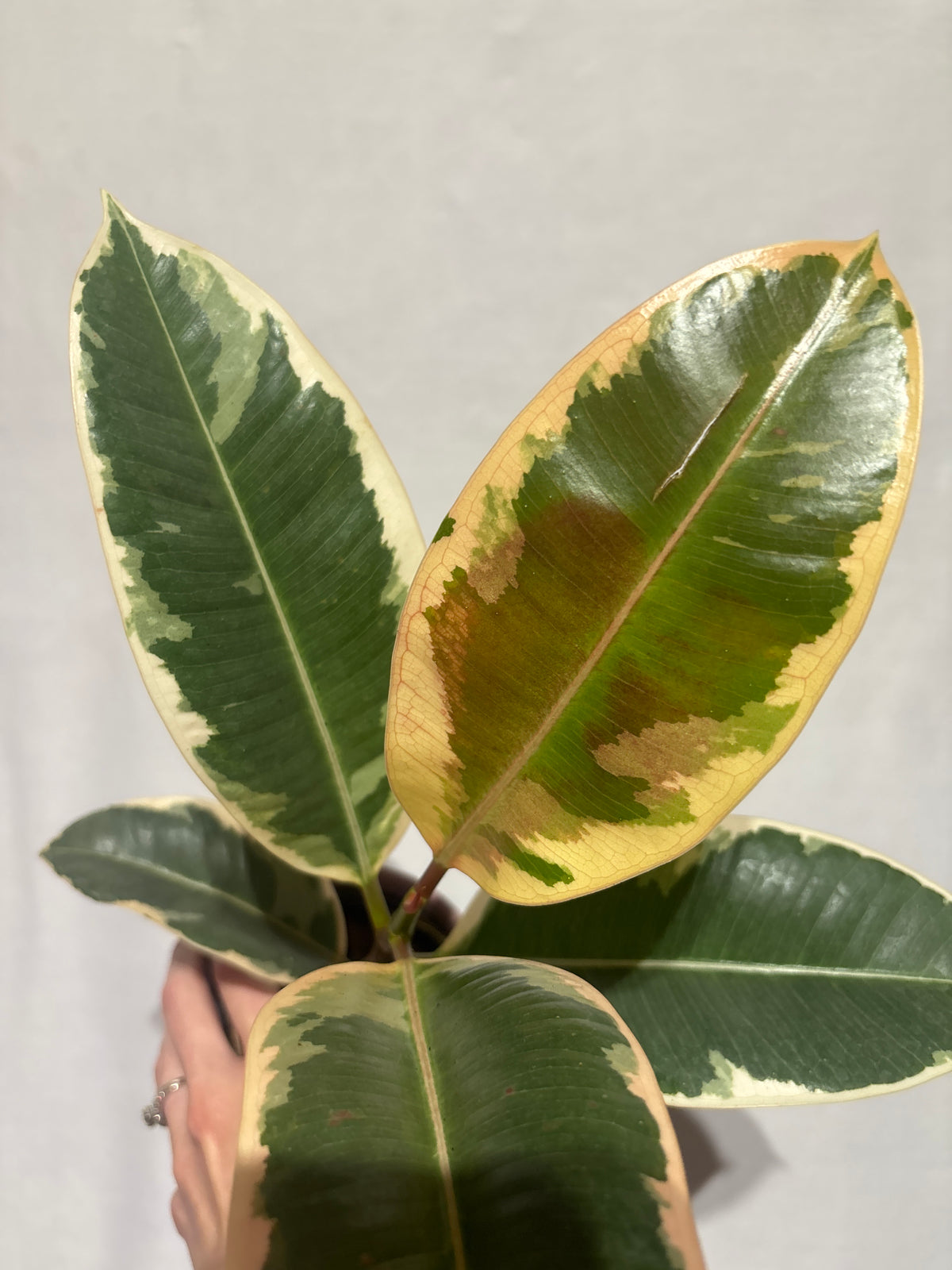 Ficus ‘Tineke’-Anonymous Coffee