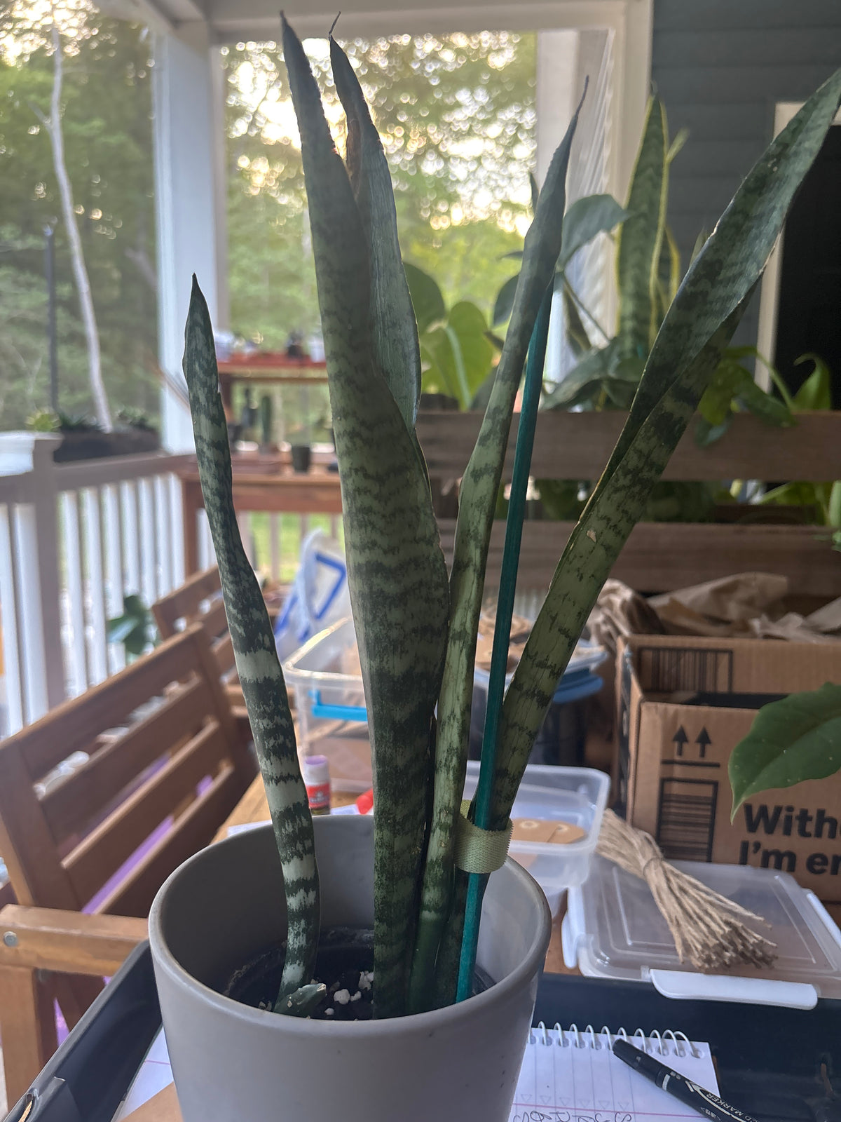 Snake Plant-Anonymous
