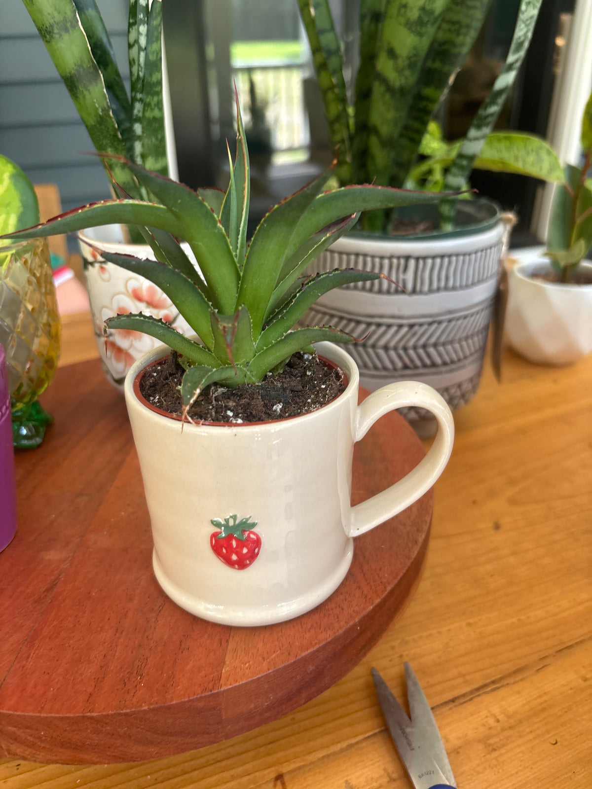 Succulent-Anonymous Coffee