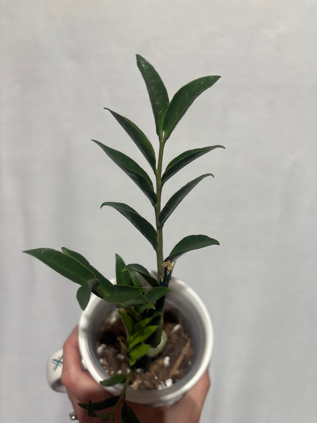 ZZ Plant-Anonymous Coffee