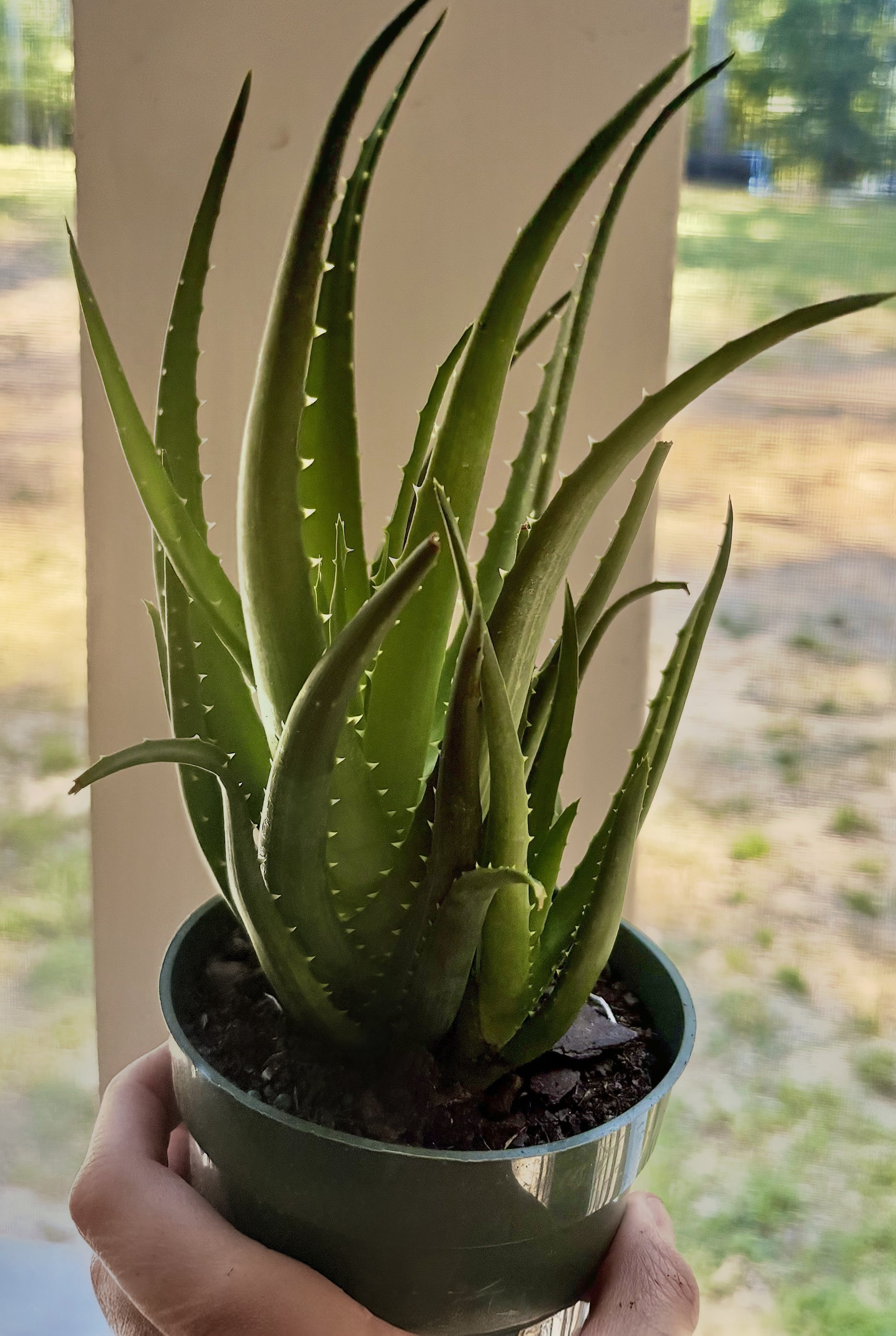Aloe Solar Flare