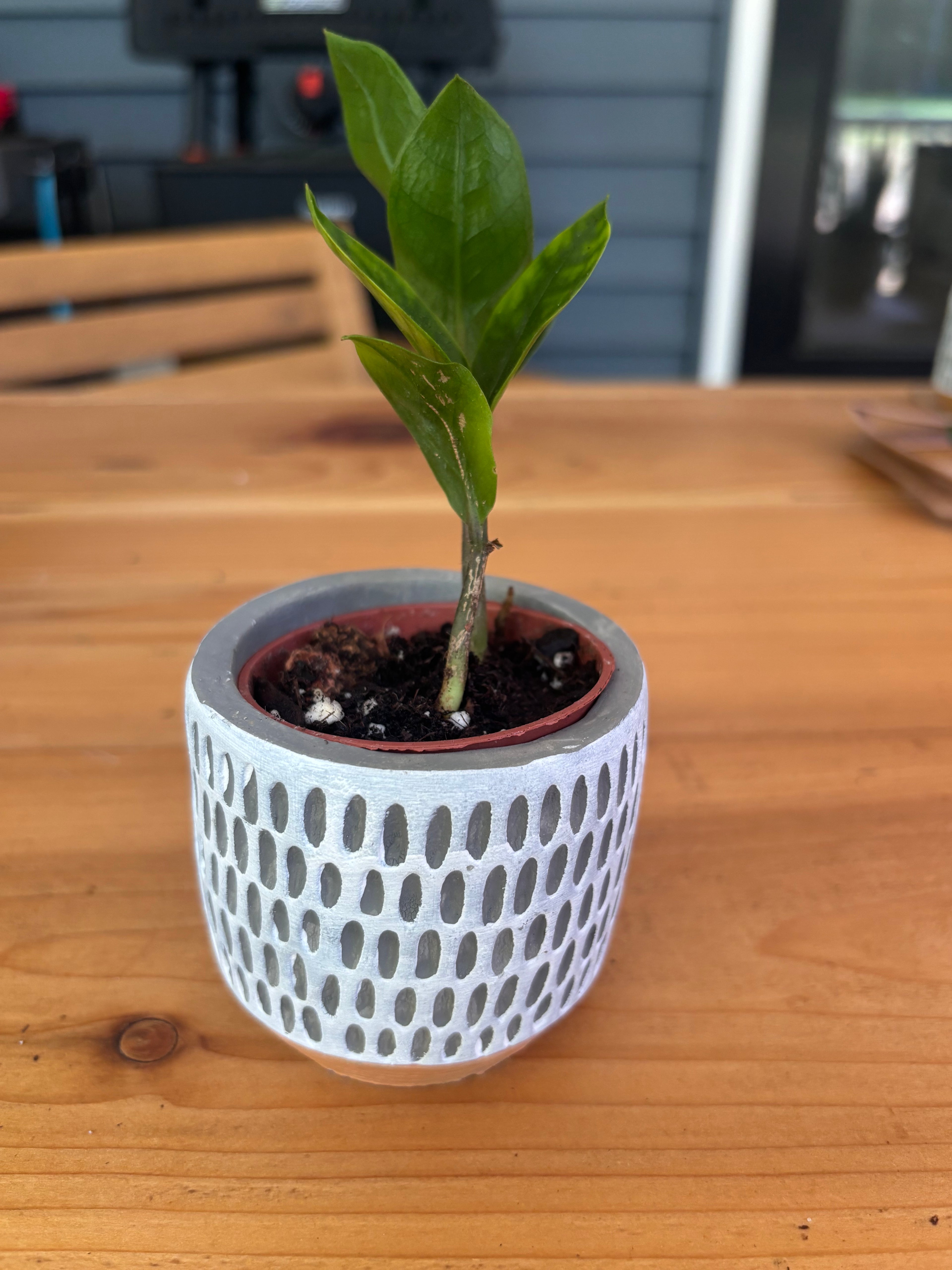 Baby ZZ Plant + Grey/White Pot