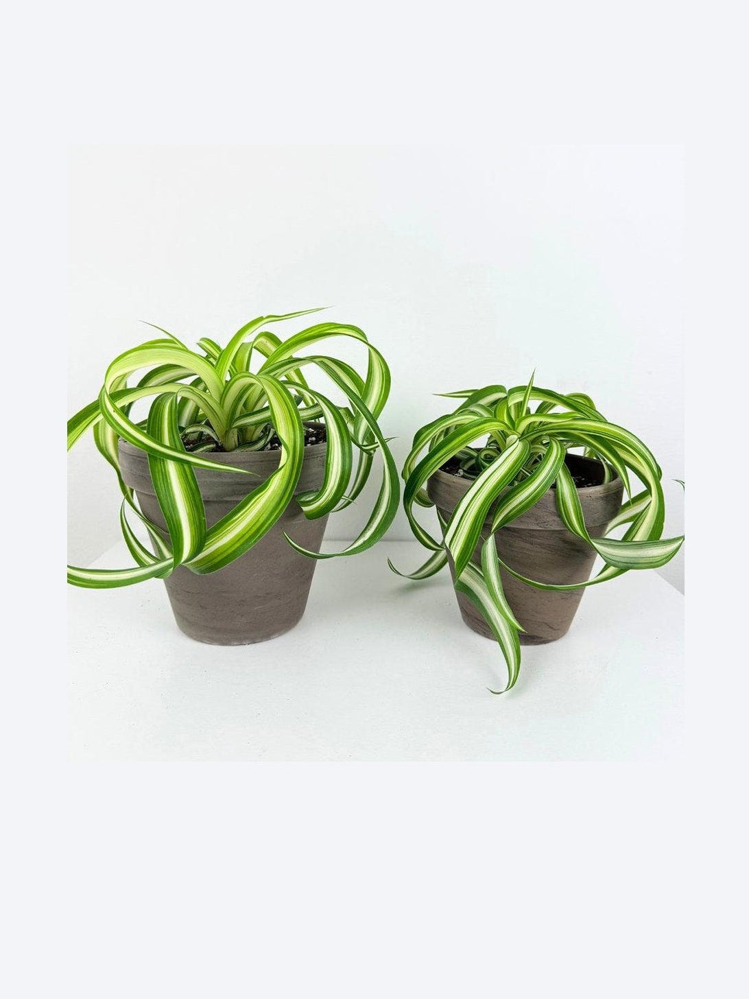 Bonnie Spider Plant