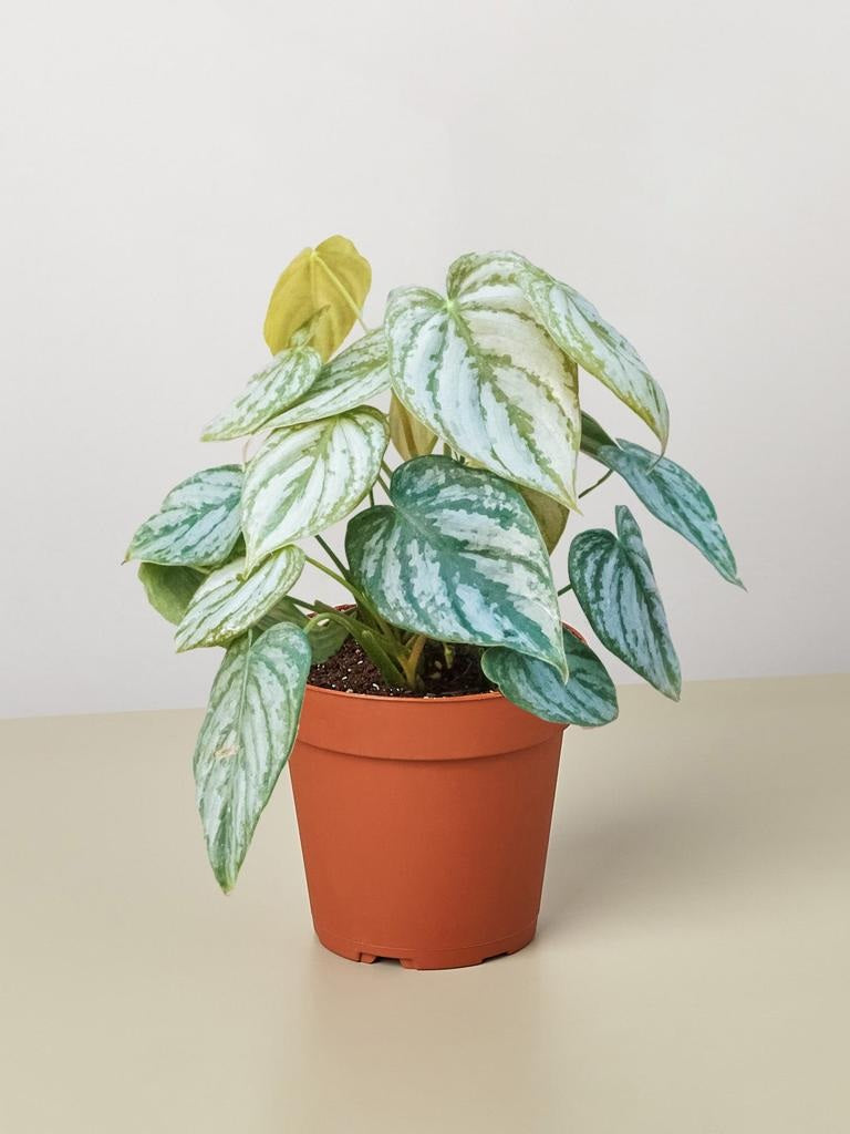 Philodendron Brandi