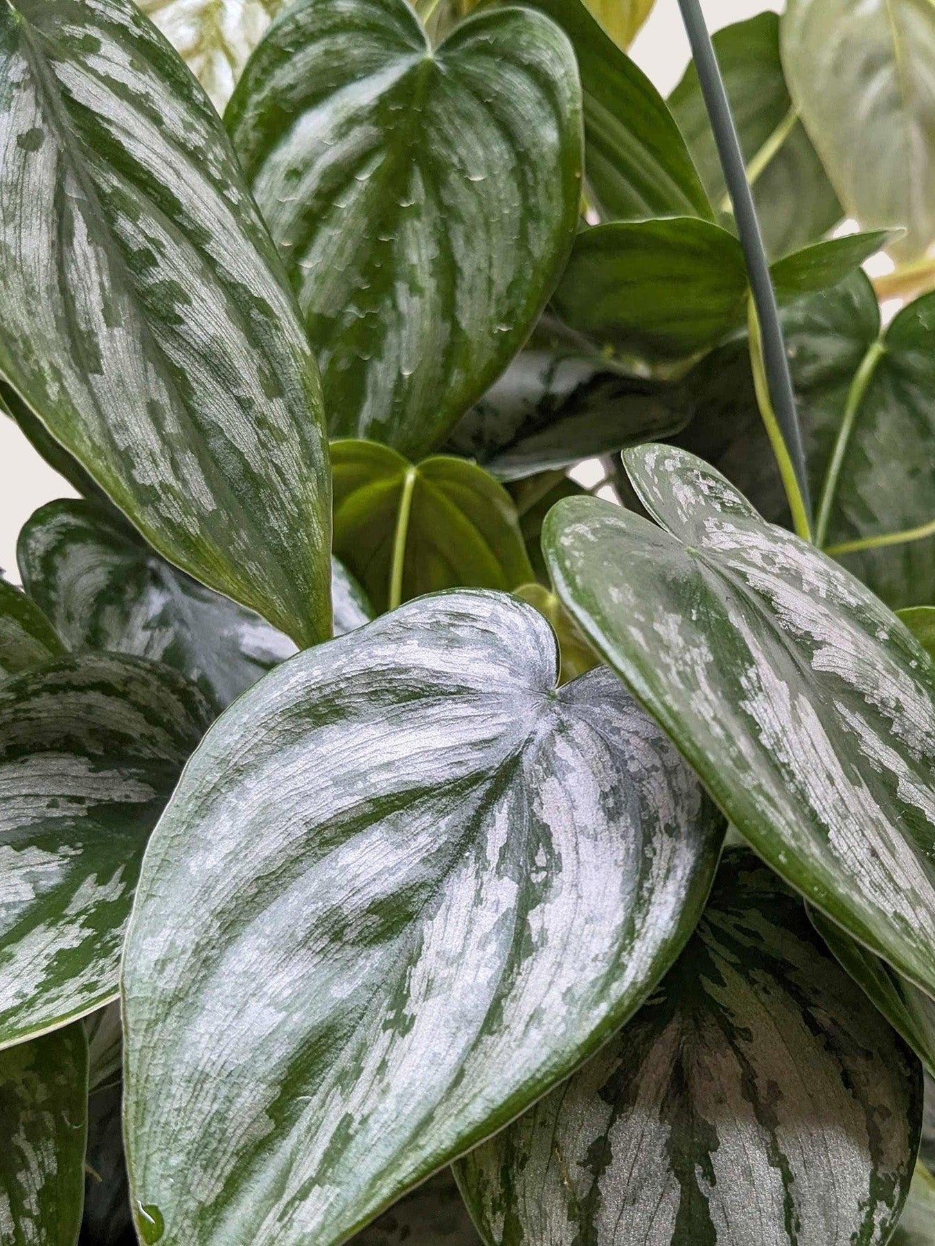 Philodendron Brandi