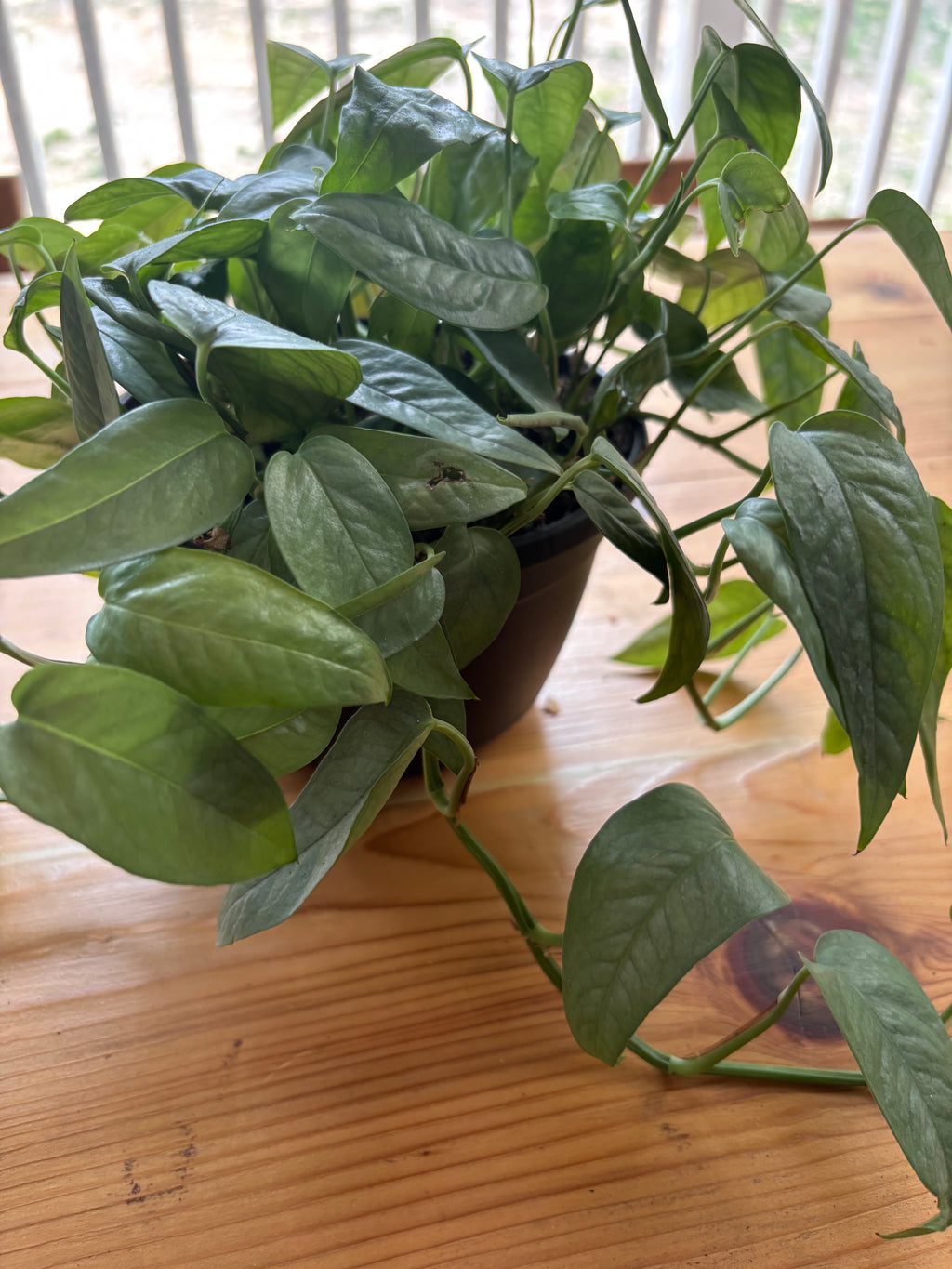 Cebu Blue Hanging Plant
