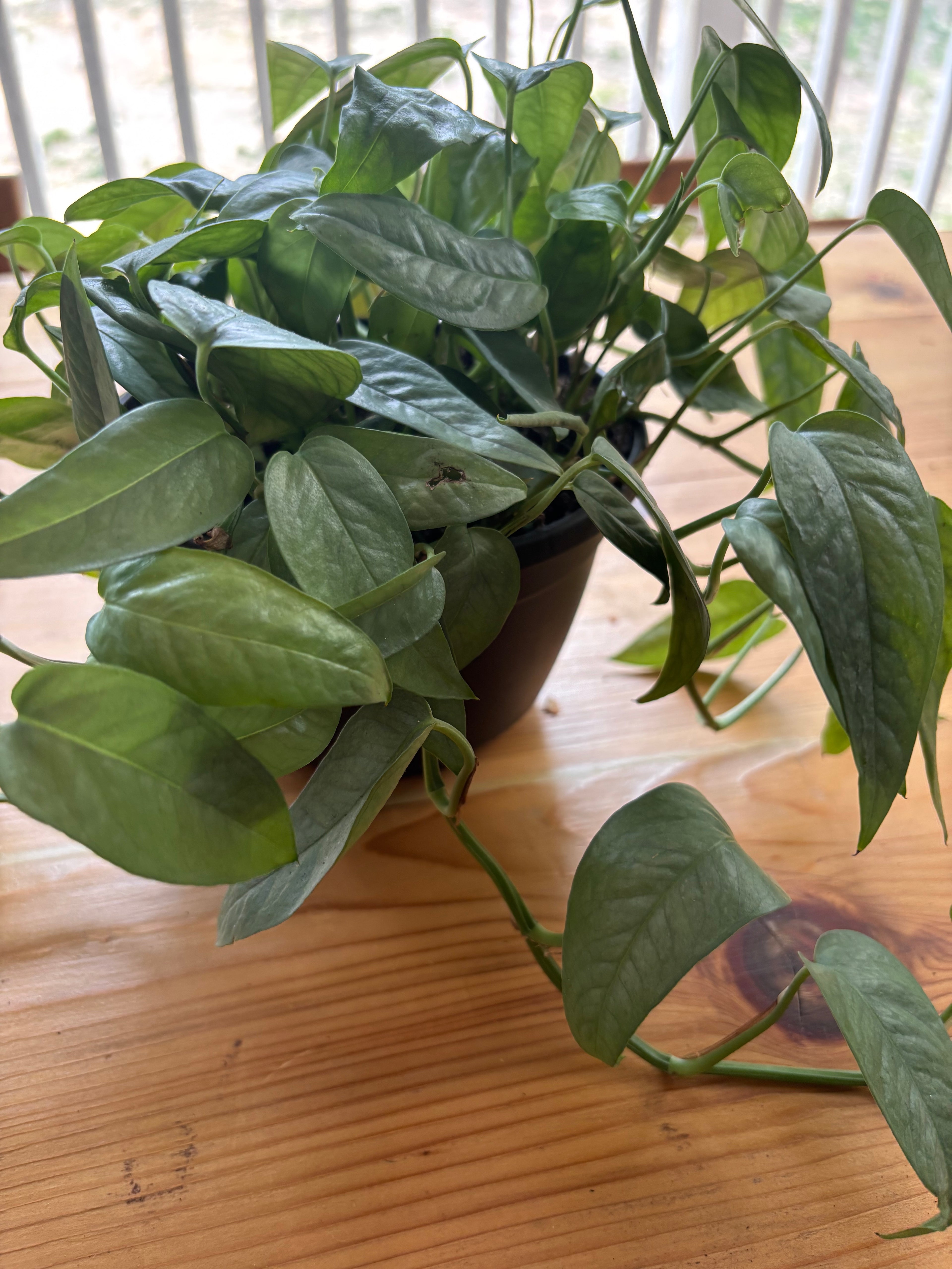Cebu Blue Hanging Plant