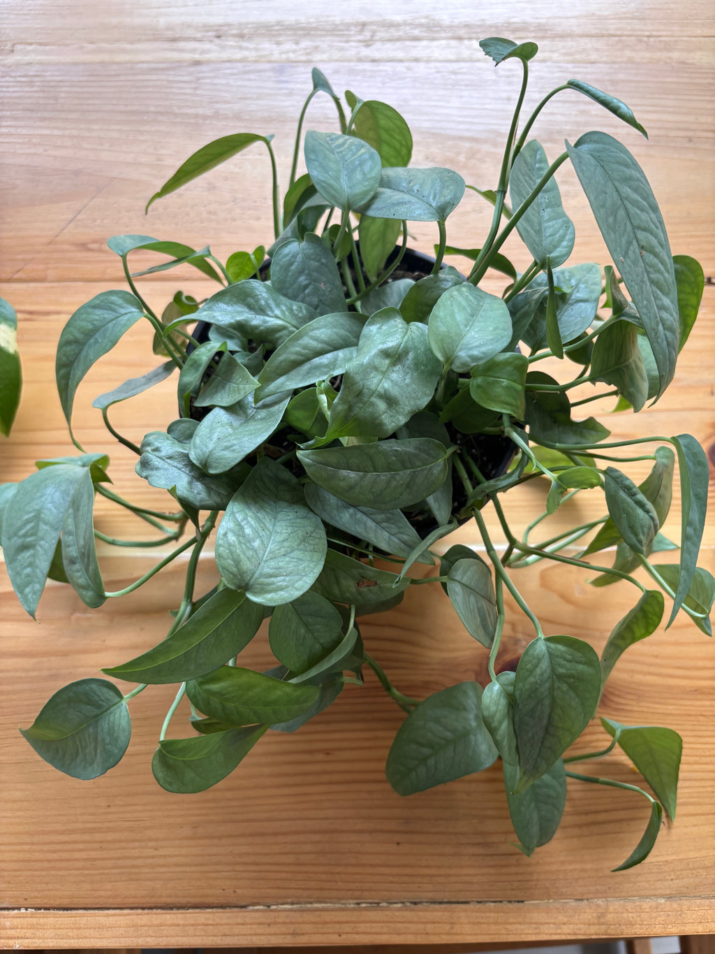 Cebu Blue Hanging Plant