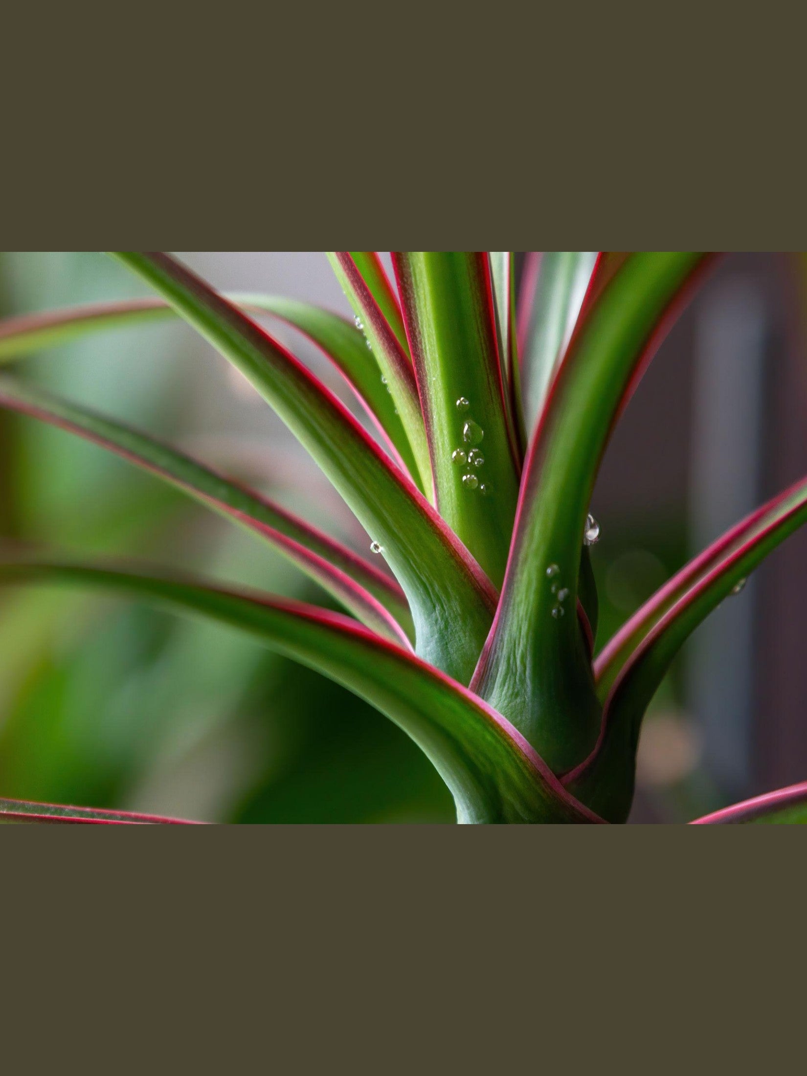 Dragon Tree