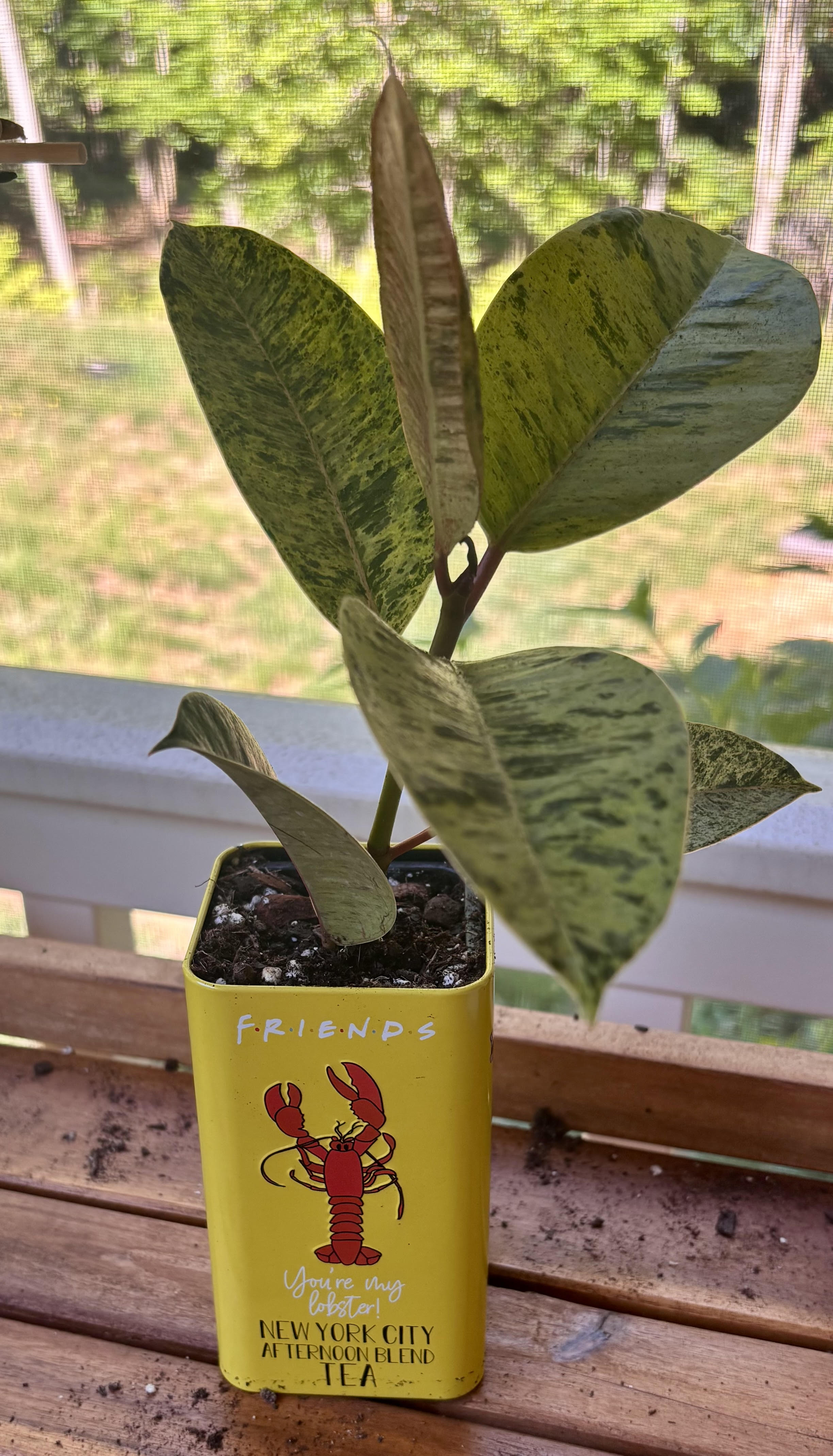 Moonshine Ficus + Friends Pot