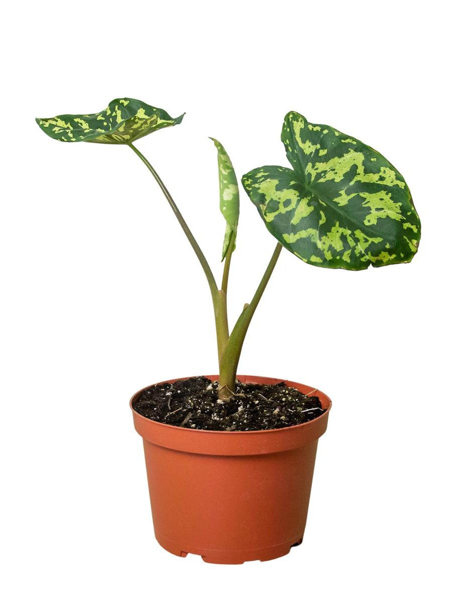 Hilo Beauty Caladium Live Rare Plant – Exotic Tropical Foliage
