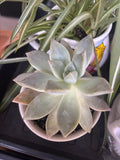 Succulent-Anonymous Coffee