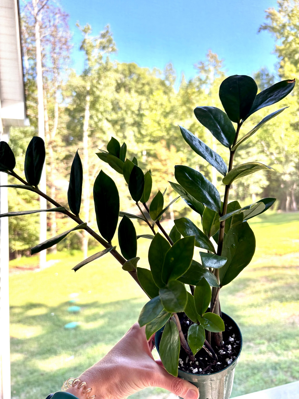 ZZ Plant