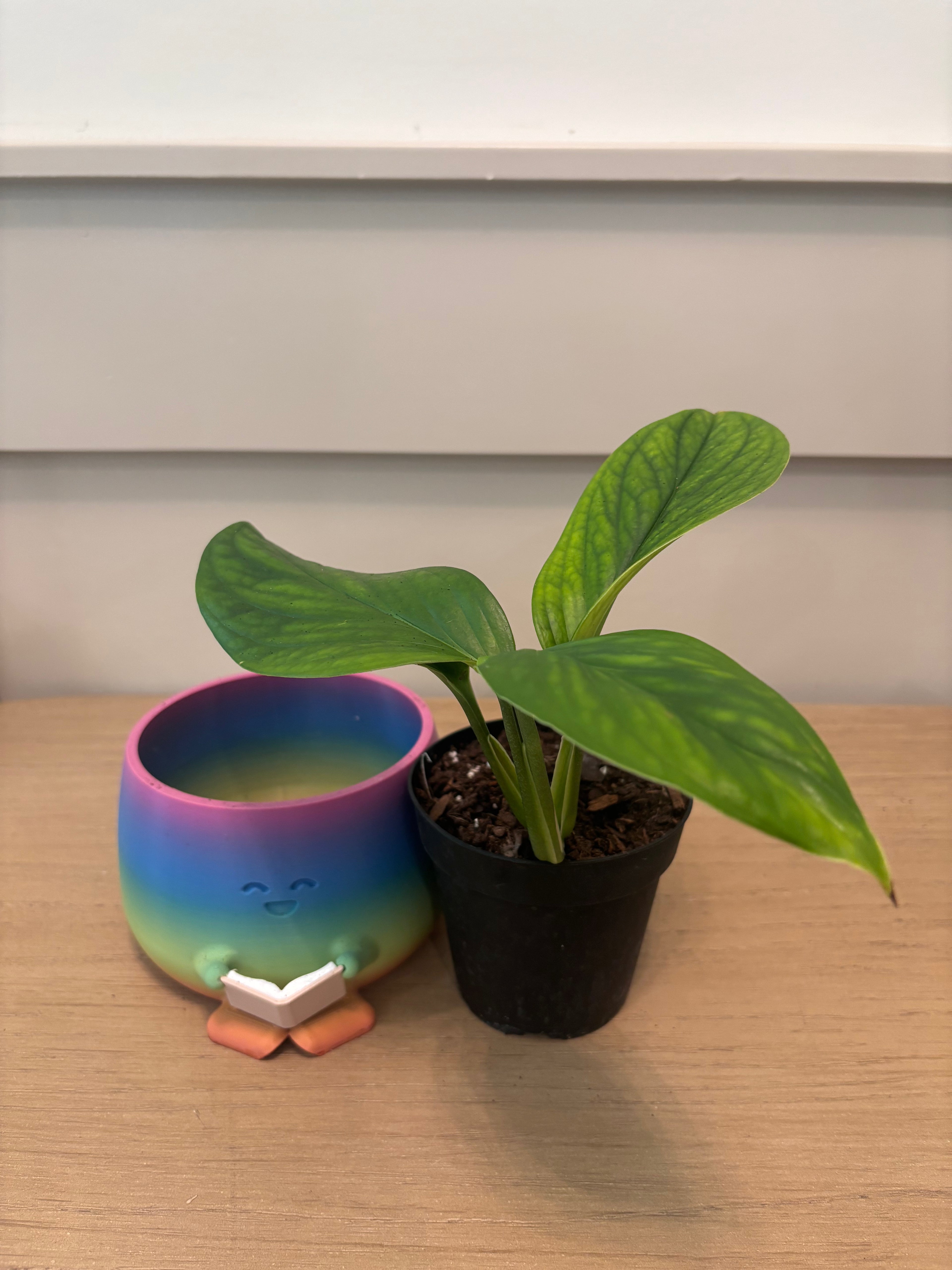 Monstera Peru