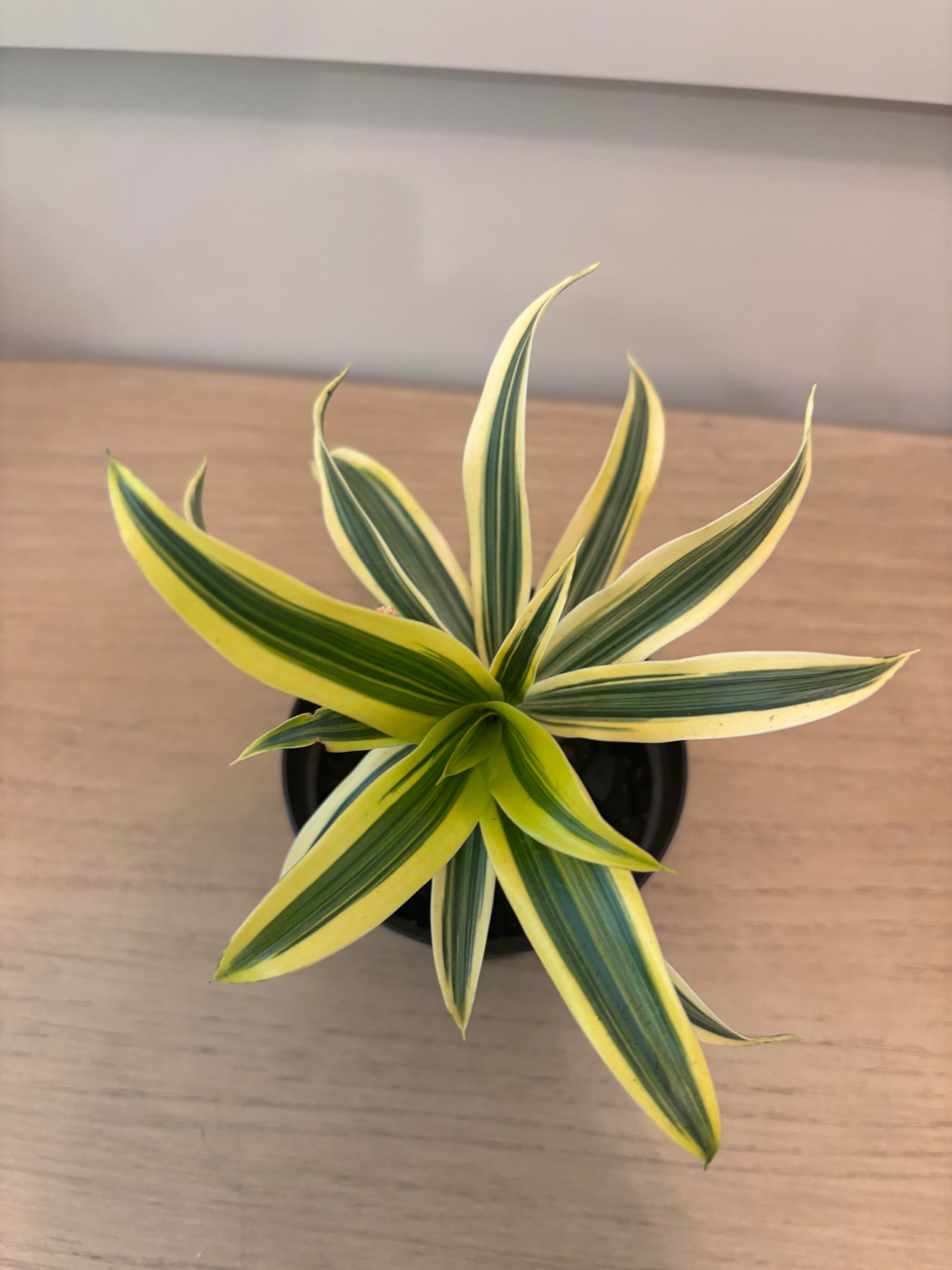 Song of India Live Dracaena – Colorful Variegated Indoor Houseplant