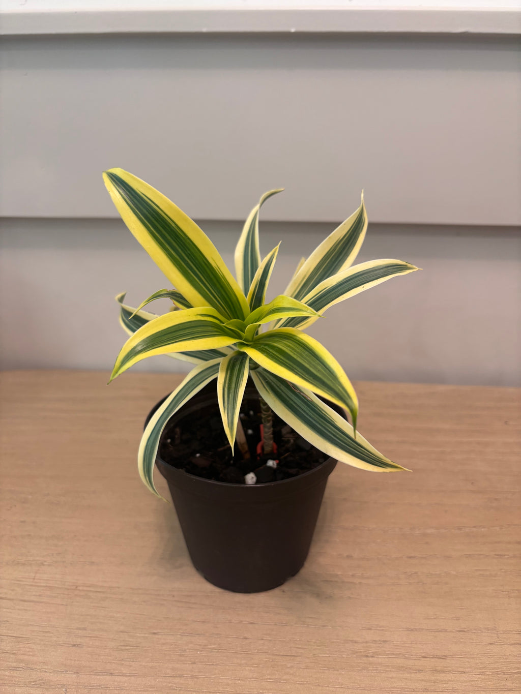 Song of India Live Dracaena – Colorful Variegated Indoor Houseplant