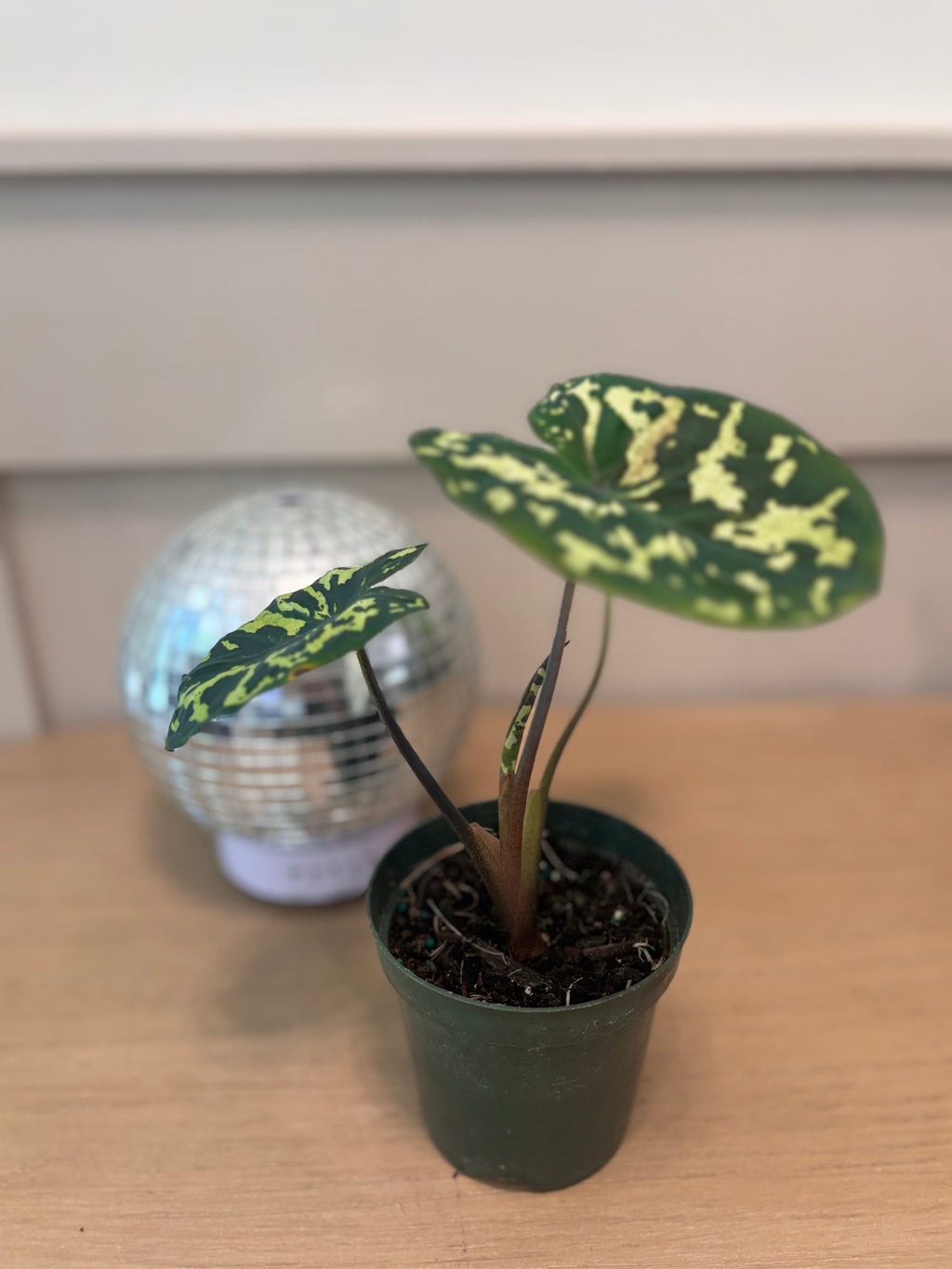 Hilo Beauty Caladium Live Rare Plant – Exotic Tropical Foliage