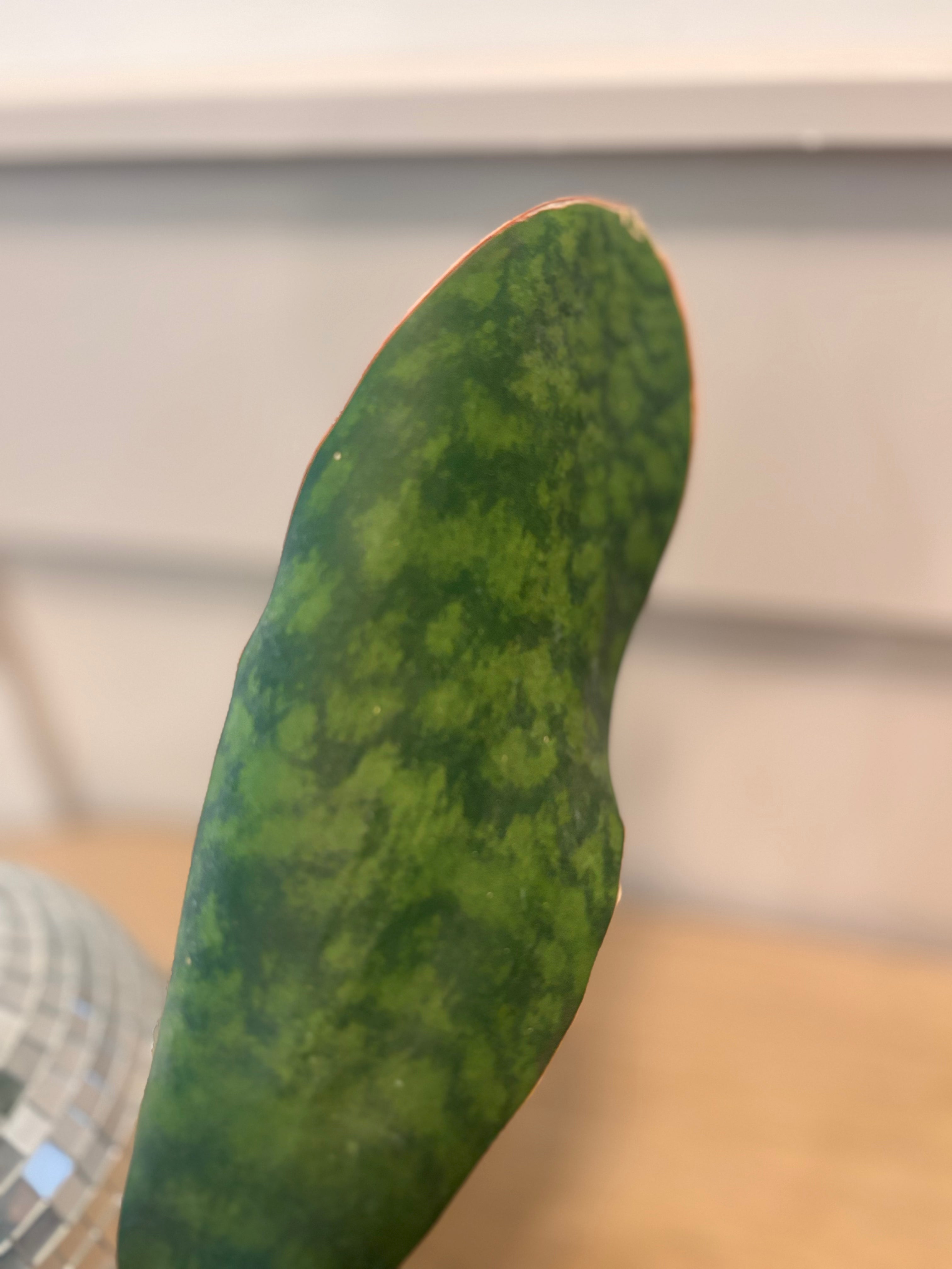 Whales Fin
