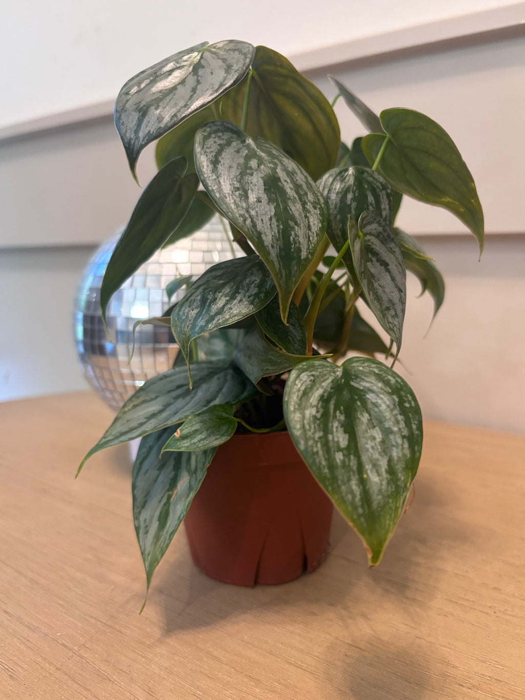 Philodendron Brandi