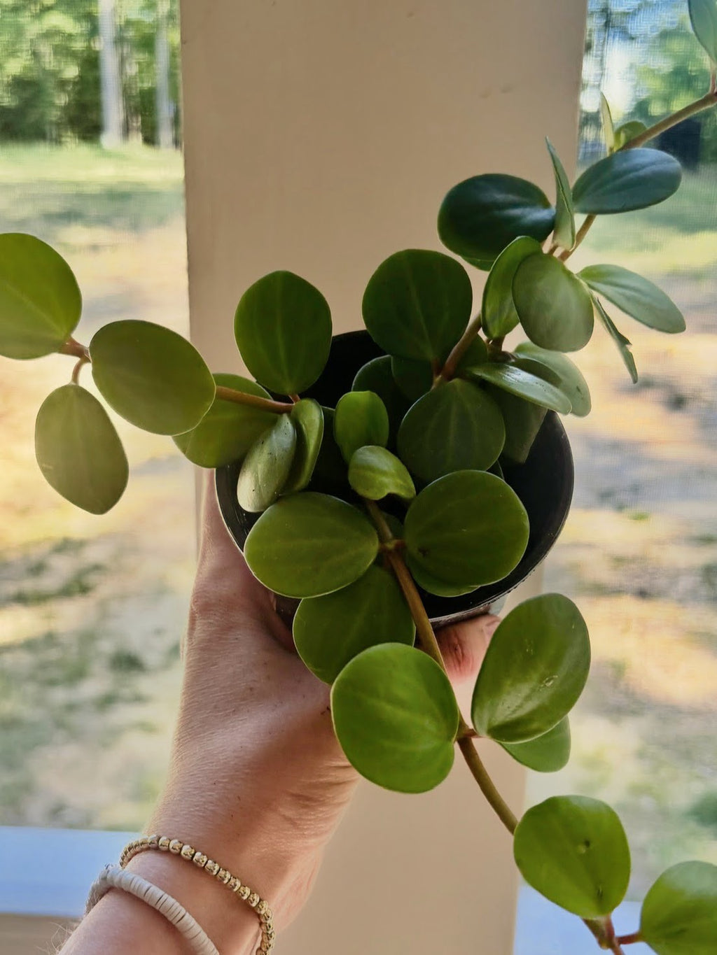 Peperomia Hope Live Plant – Pet Friendly, Easy Care Succulent-Like