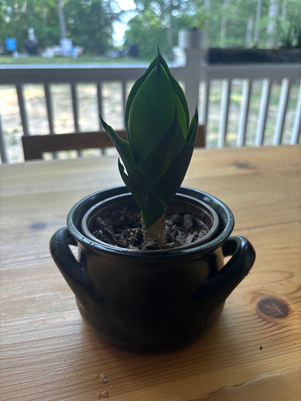 Black Jade Snake Plant + Black Crockpot