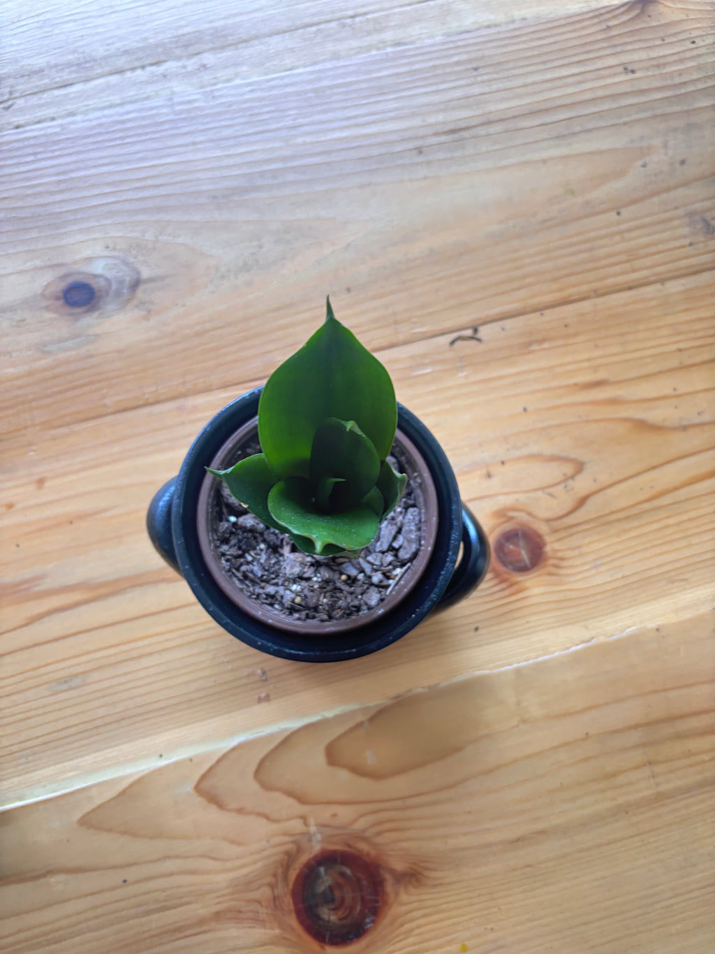 Black Jade Snake Plant + Black Crockpot