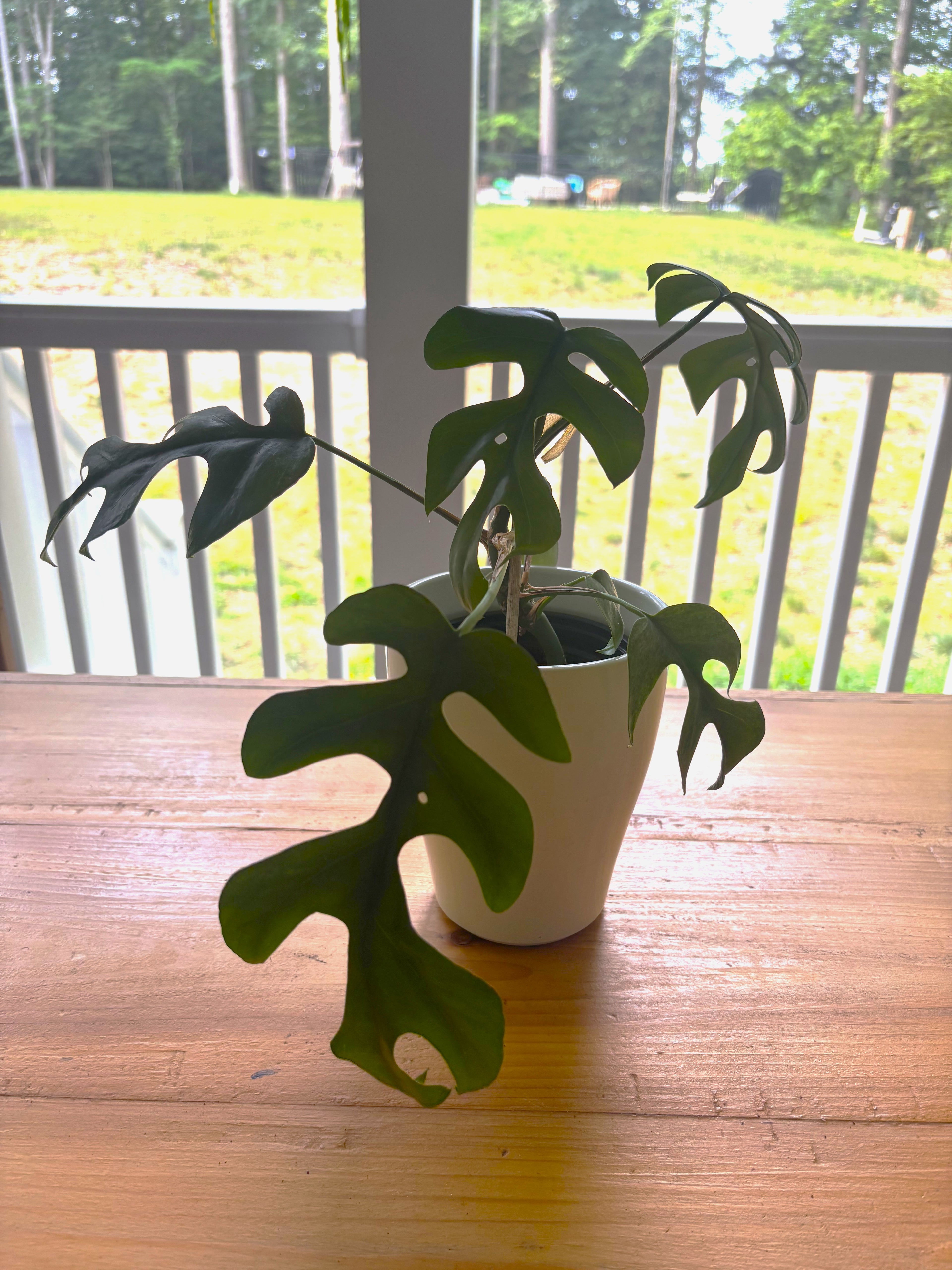 Mini Monstera + White Pot
