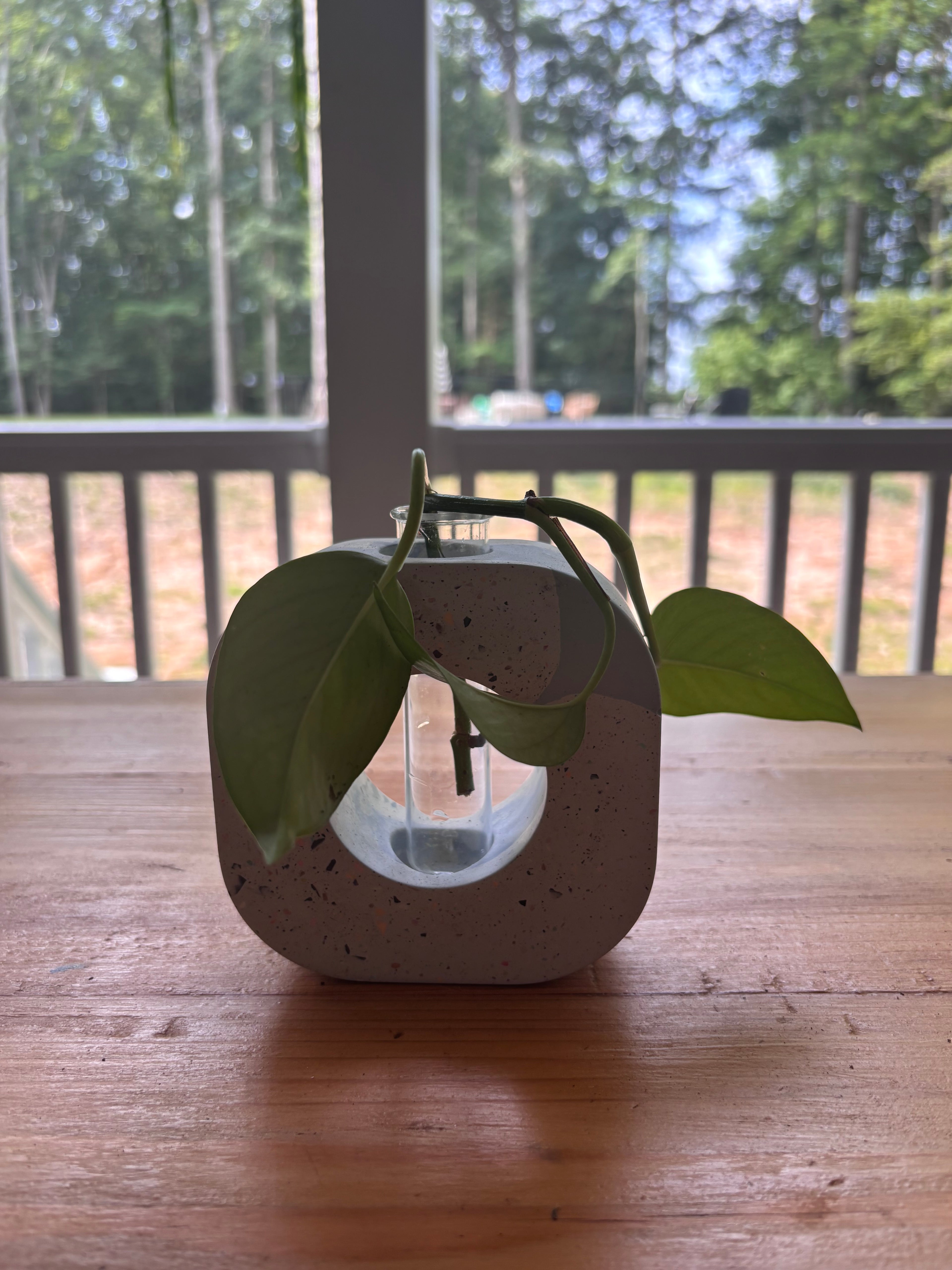Pothos Propagation