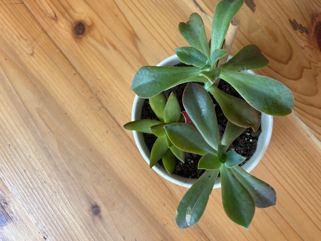 Succulents + Blue/White Bowl