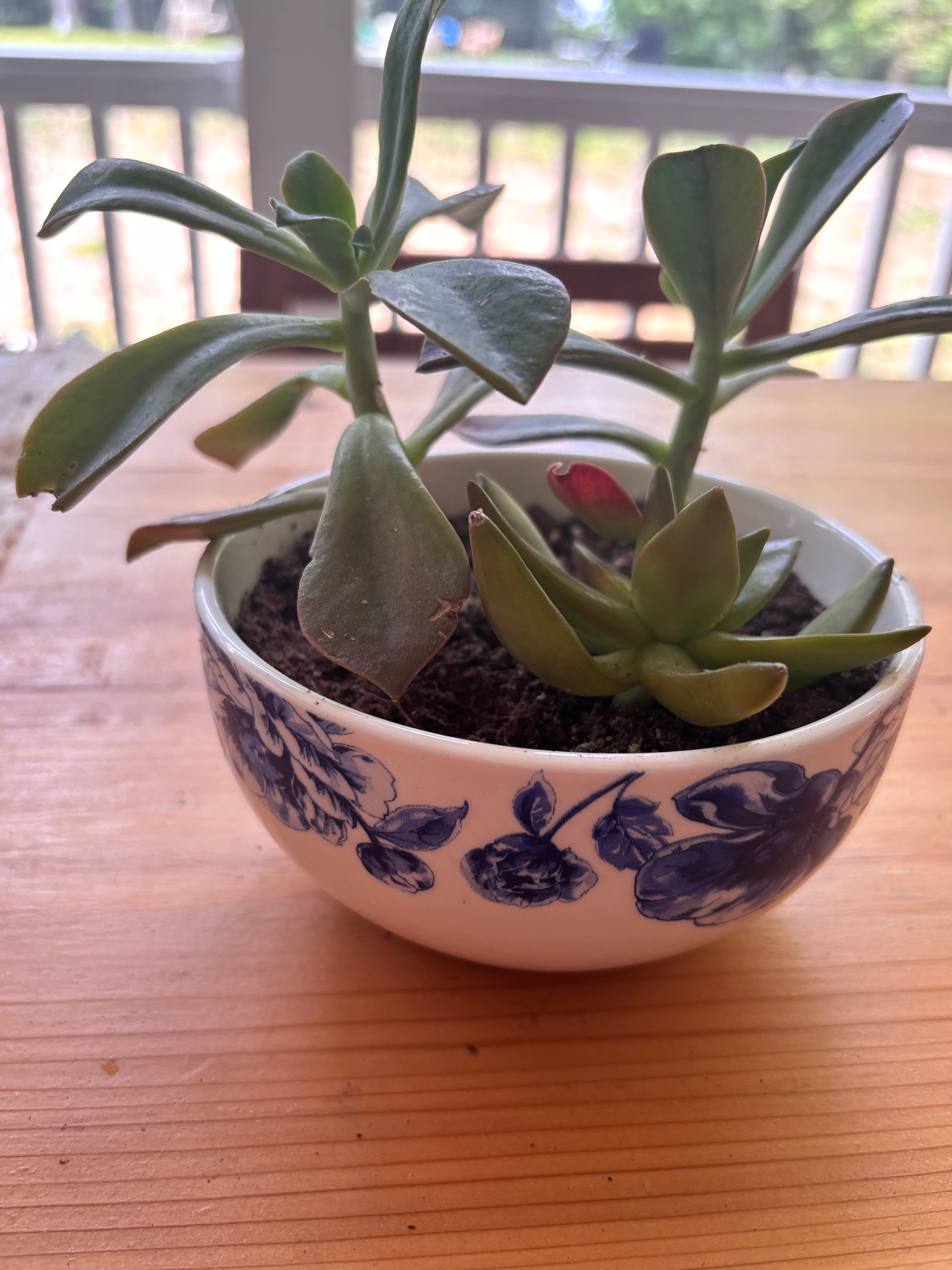 Succulents + Blue/White Bowl