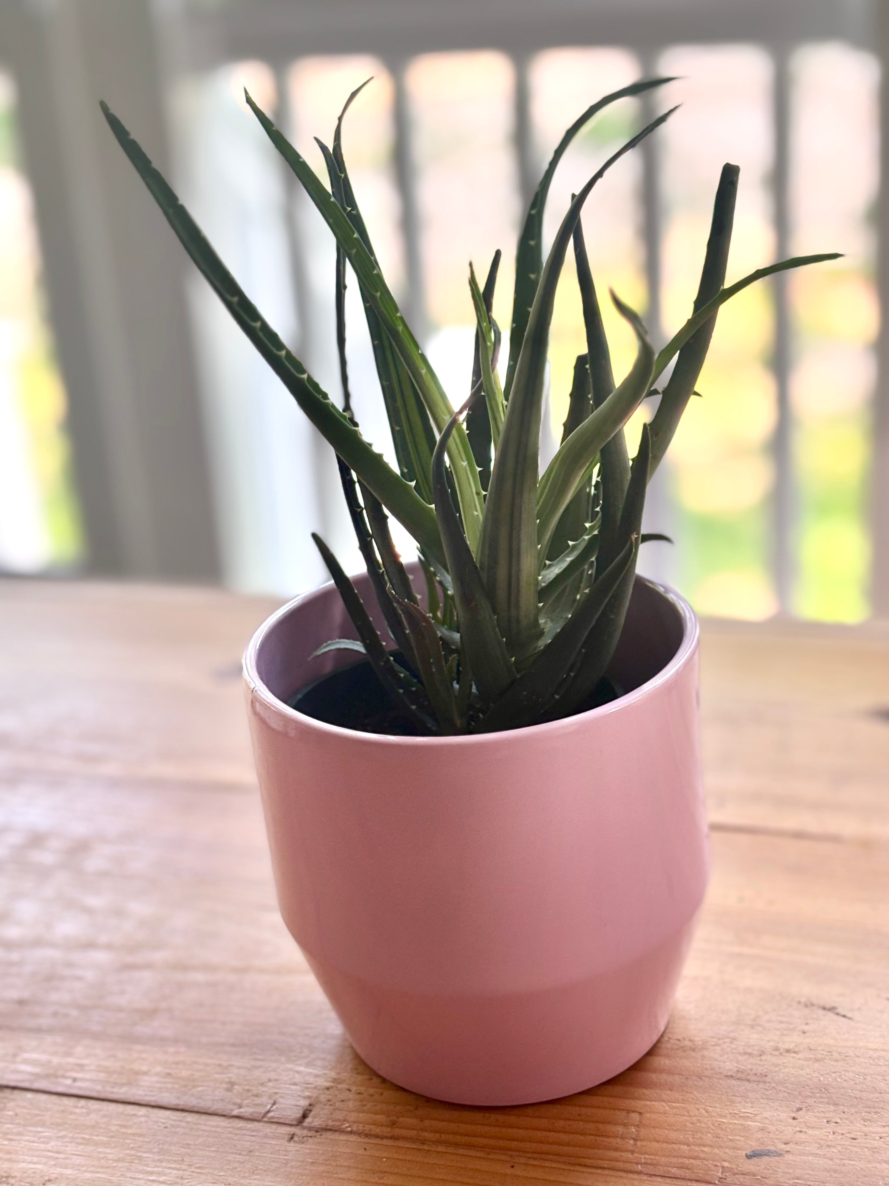 Solar Flare Aloe + Pink Pot