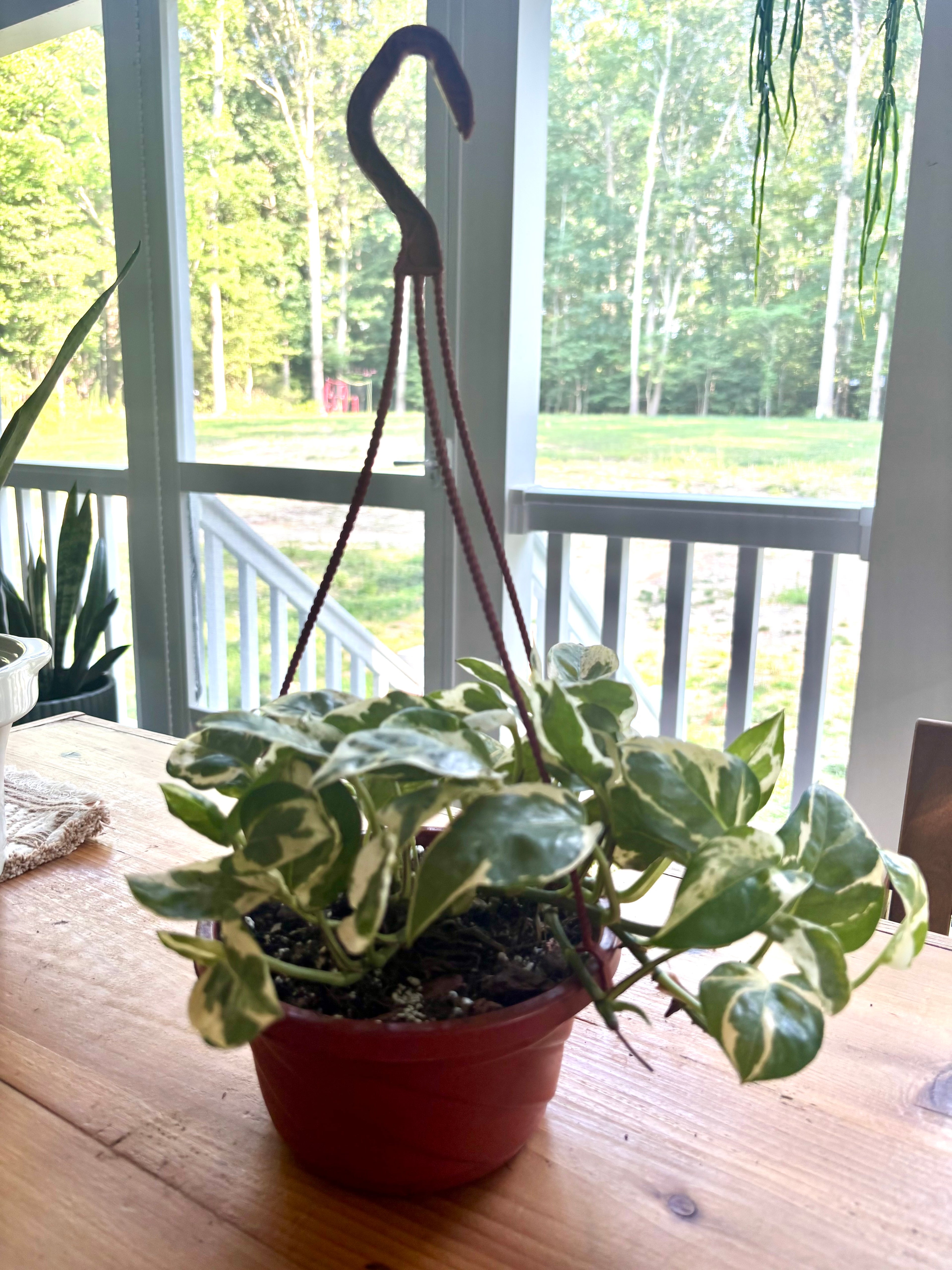 Pearls N' Jade Pothos Hanging Plant