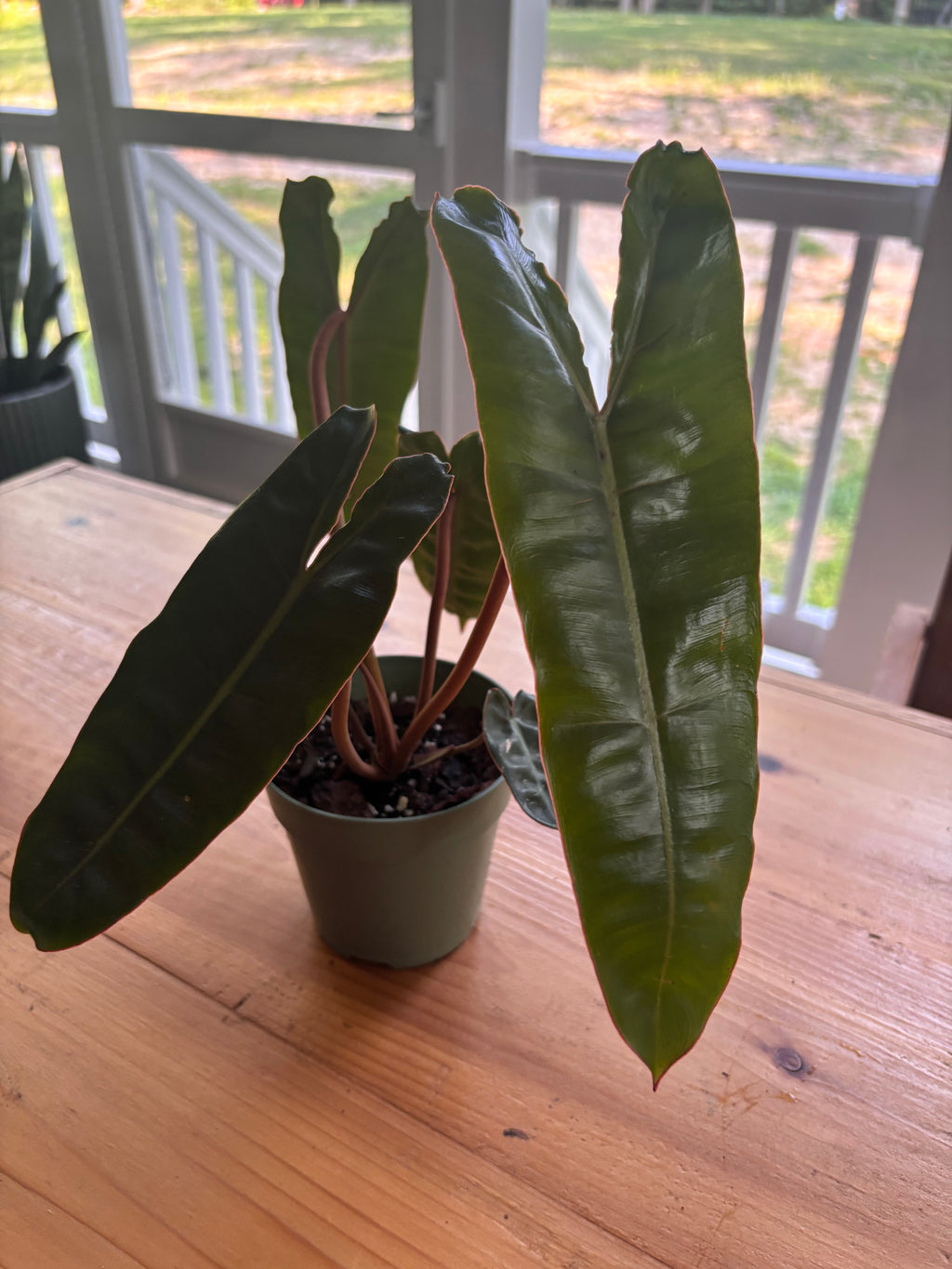 Philodendron Billietiae
