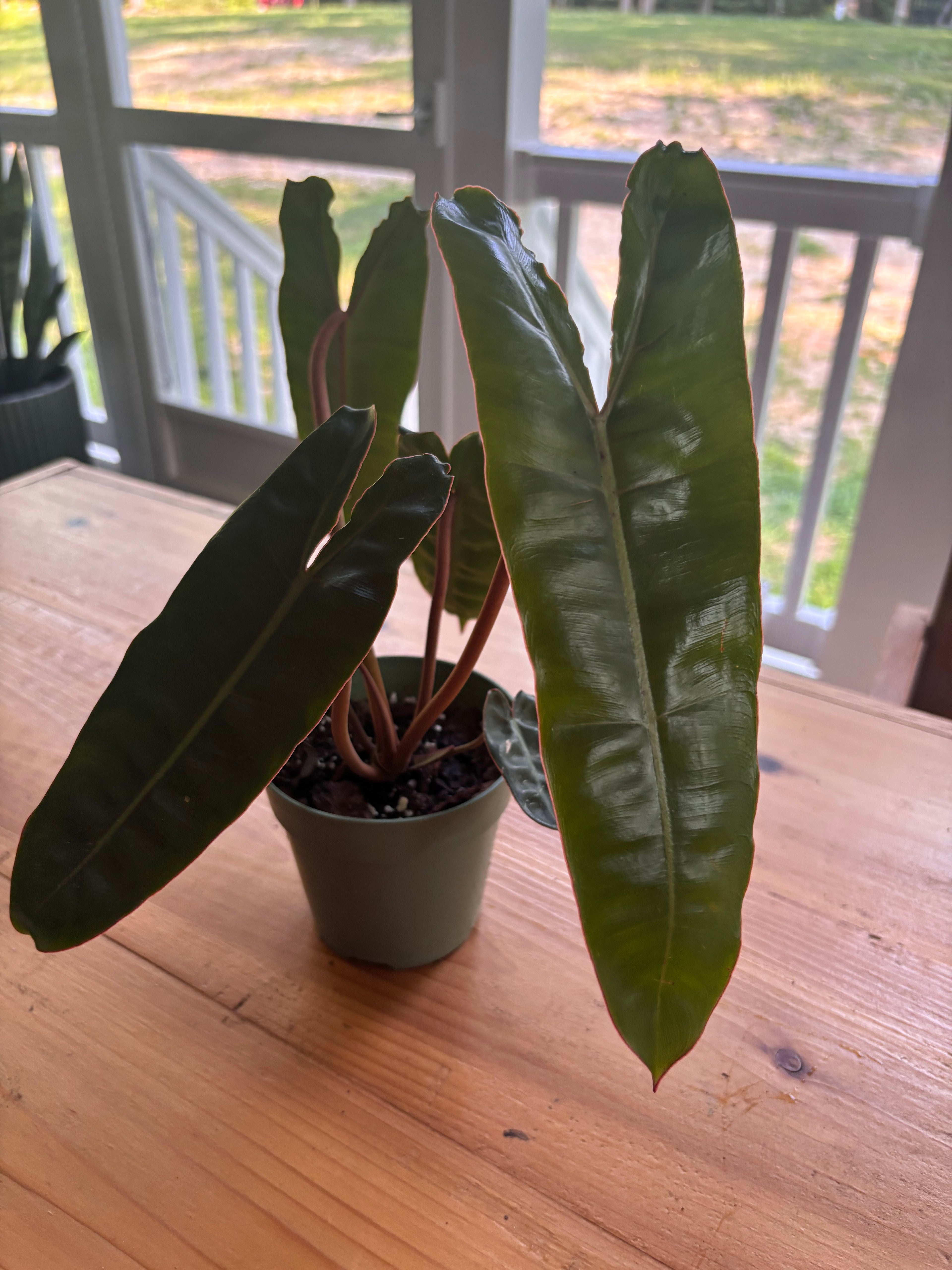Philodendron Billietiae