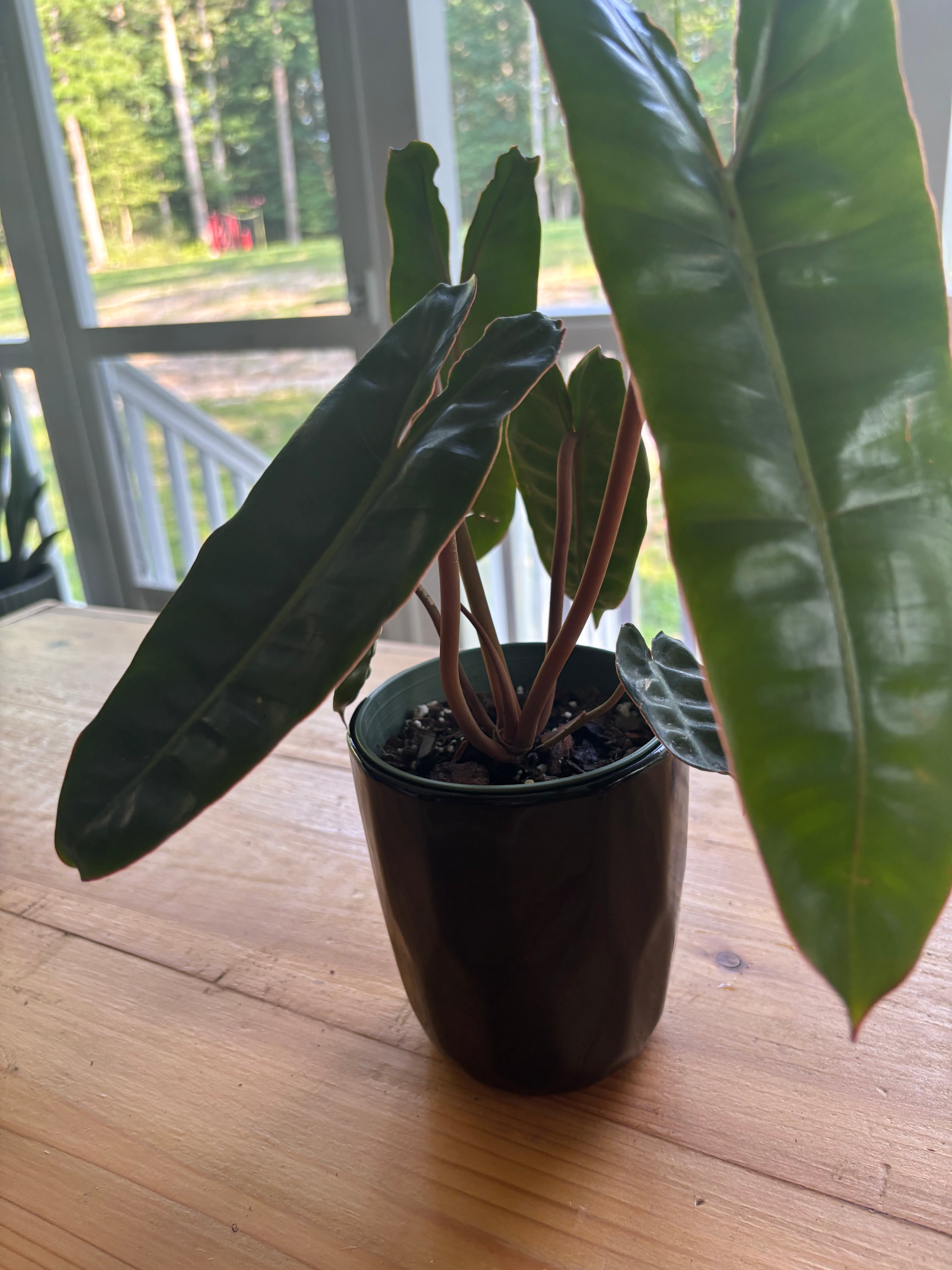 Philodendron Billietiea + Black Pot