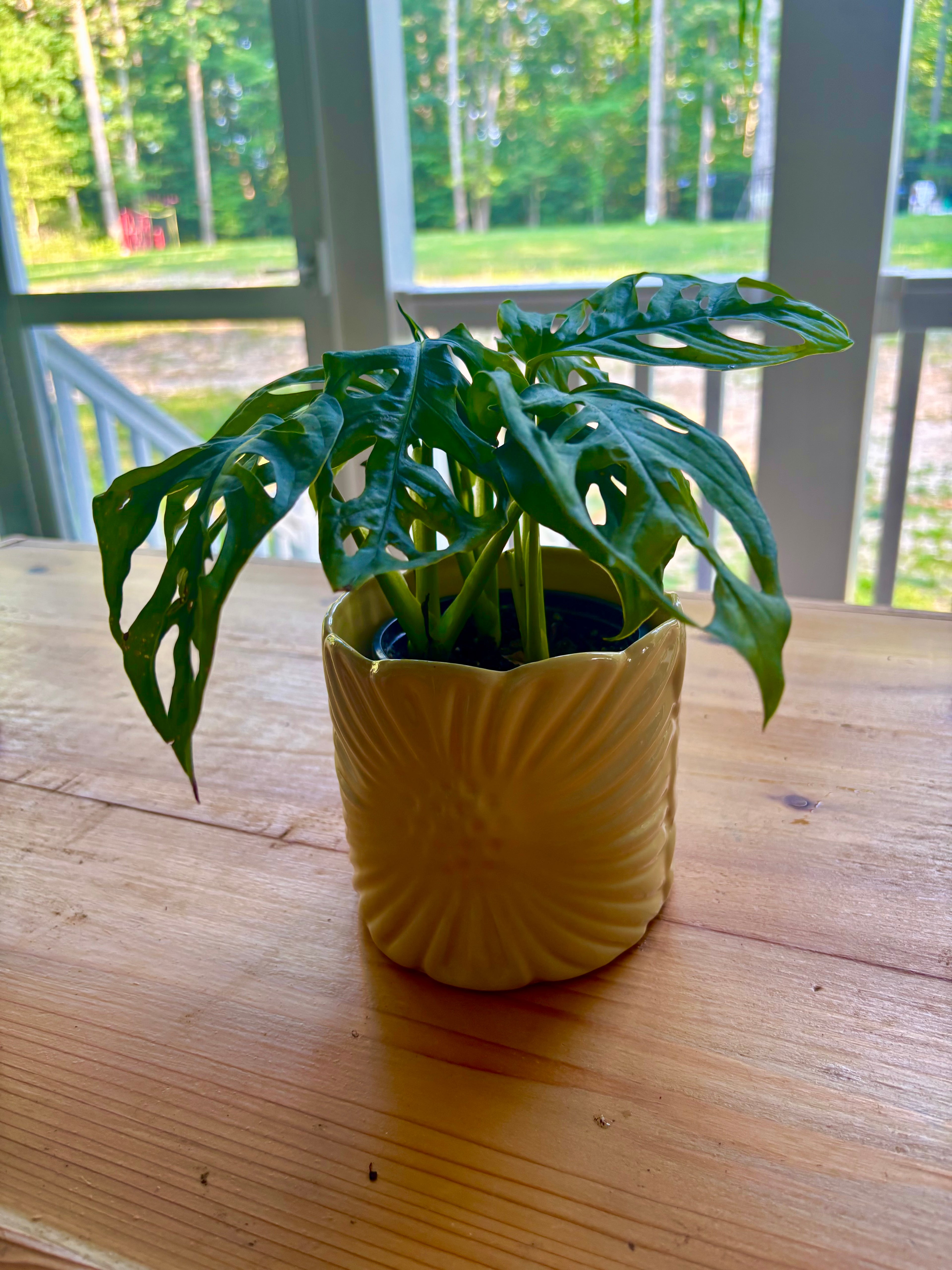 Swiss Cheese Monstera + Yellow Flower Pot