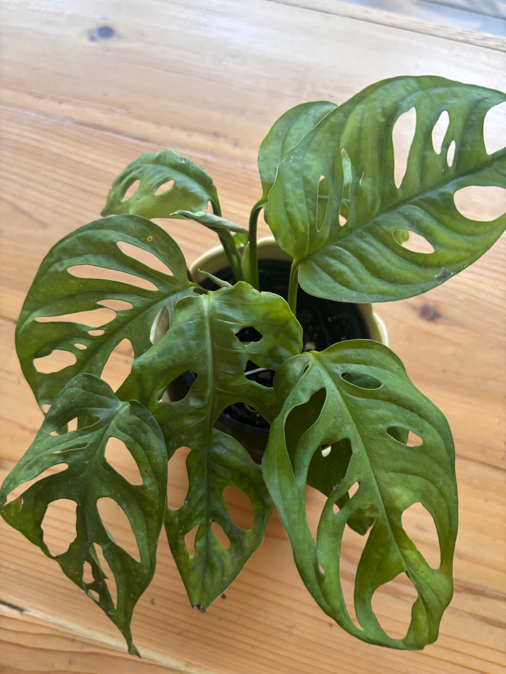 Swiss Cheese Monstera + Yellow Flower Pot