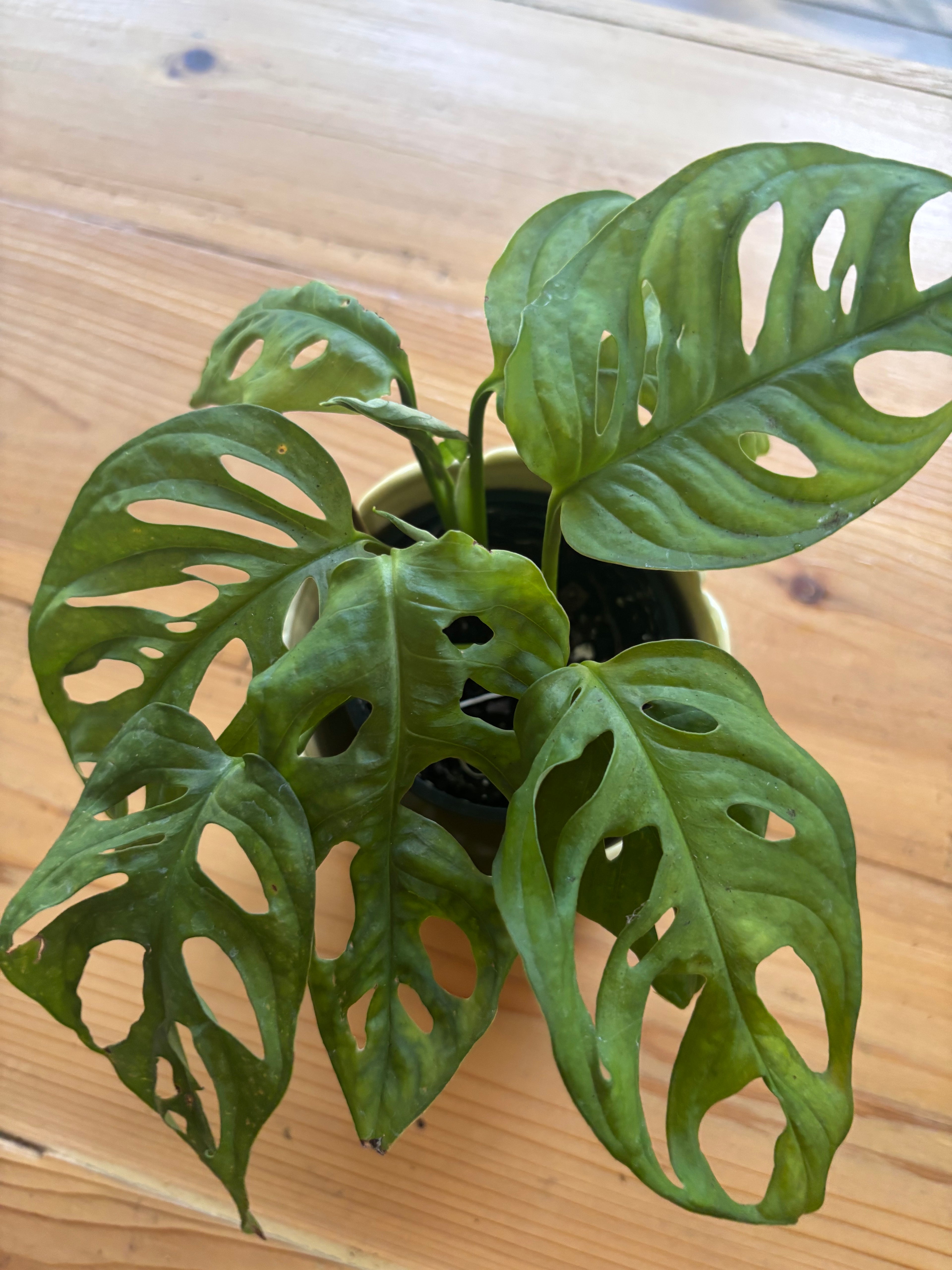 Swiss Cheese Monstera + Yellow Flower Pot