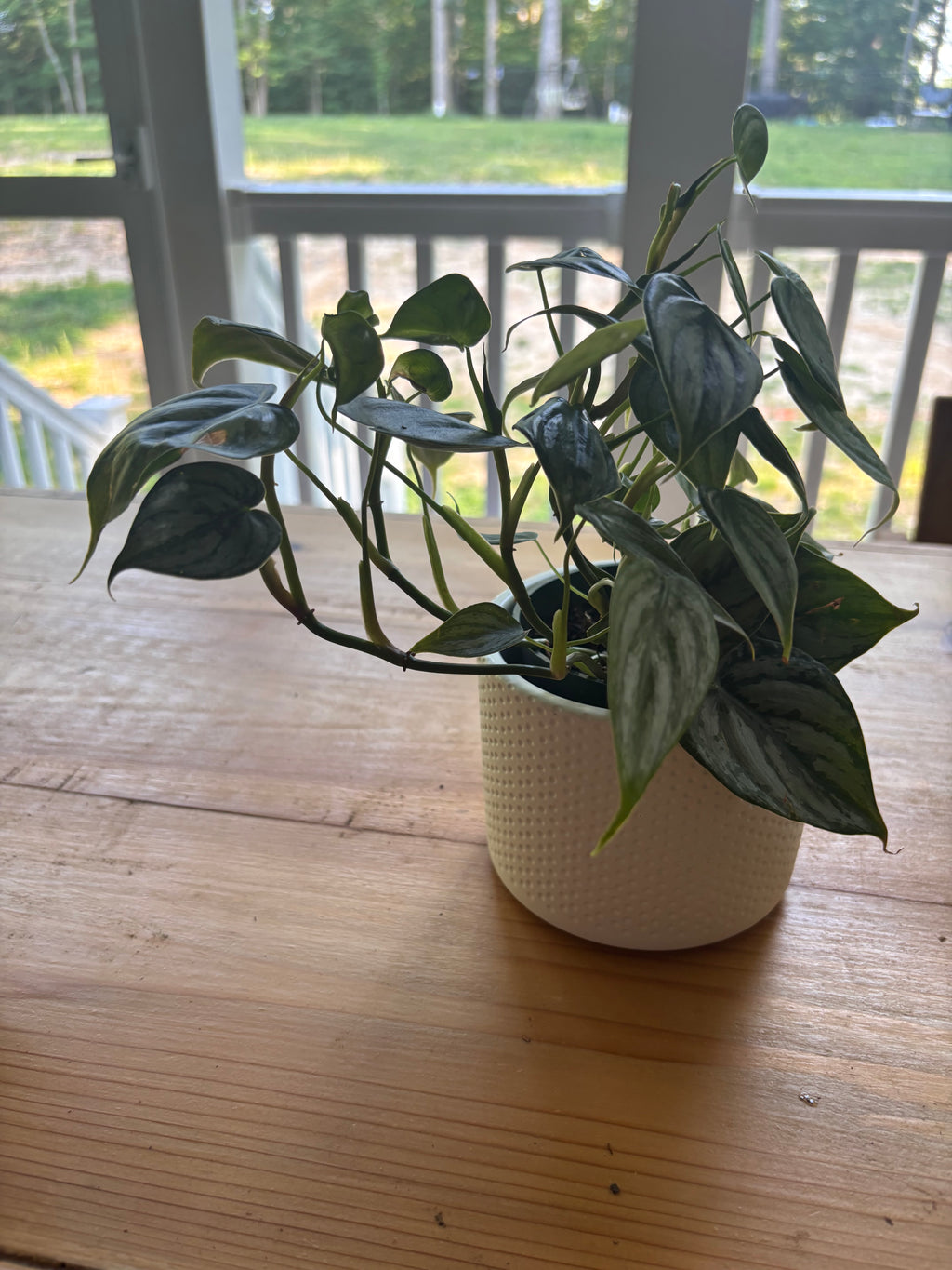 Philodendron Brandi + White Pot