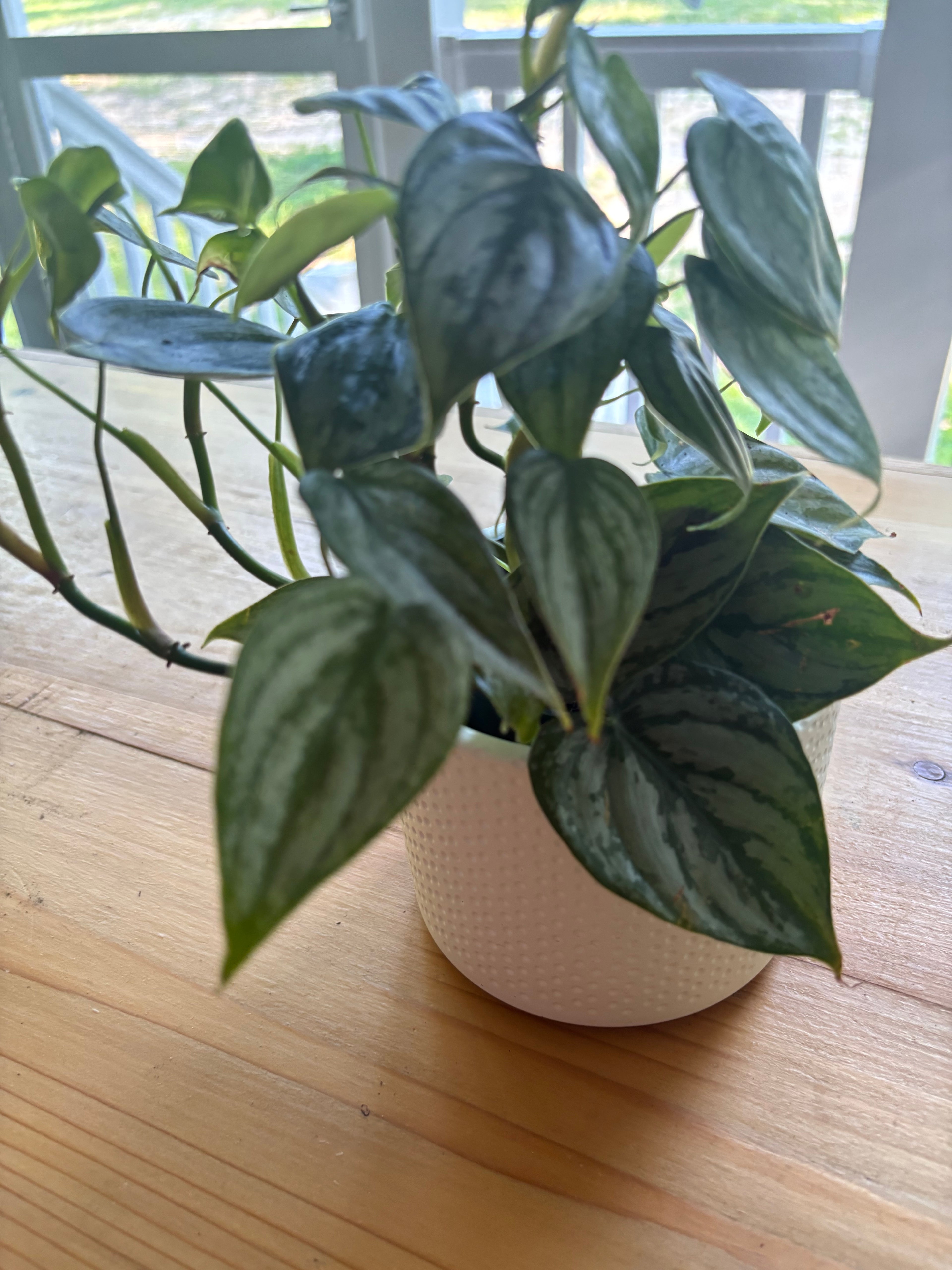 Philodendron Brandi + White Pot
