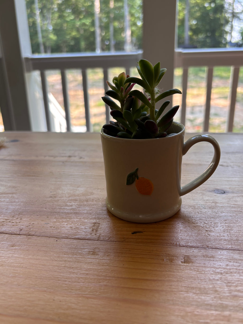 Succulent + Mug