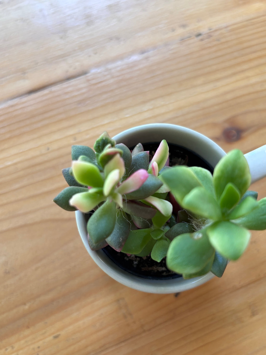 Succulent + Mug