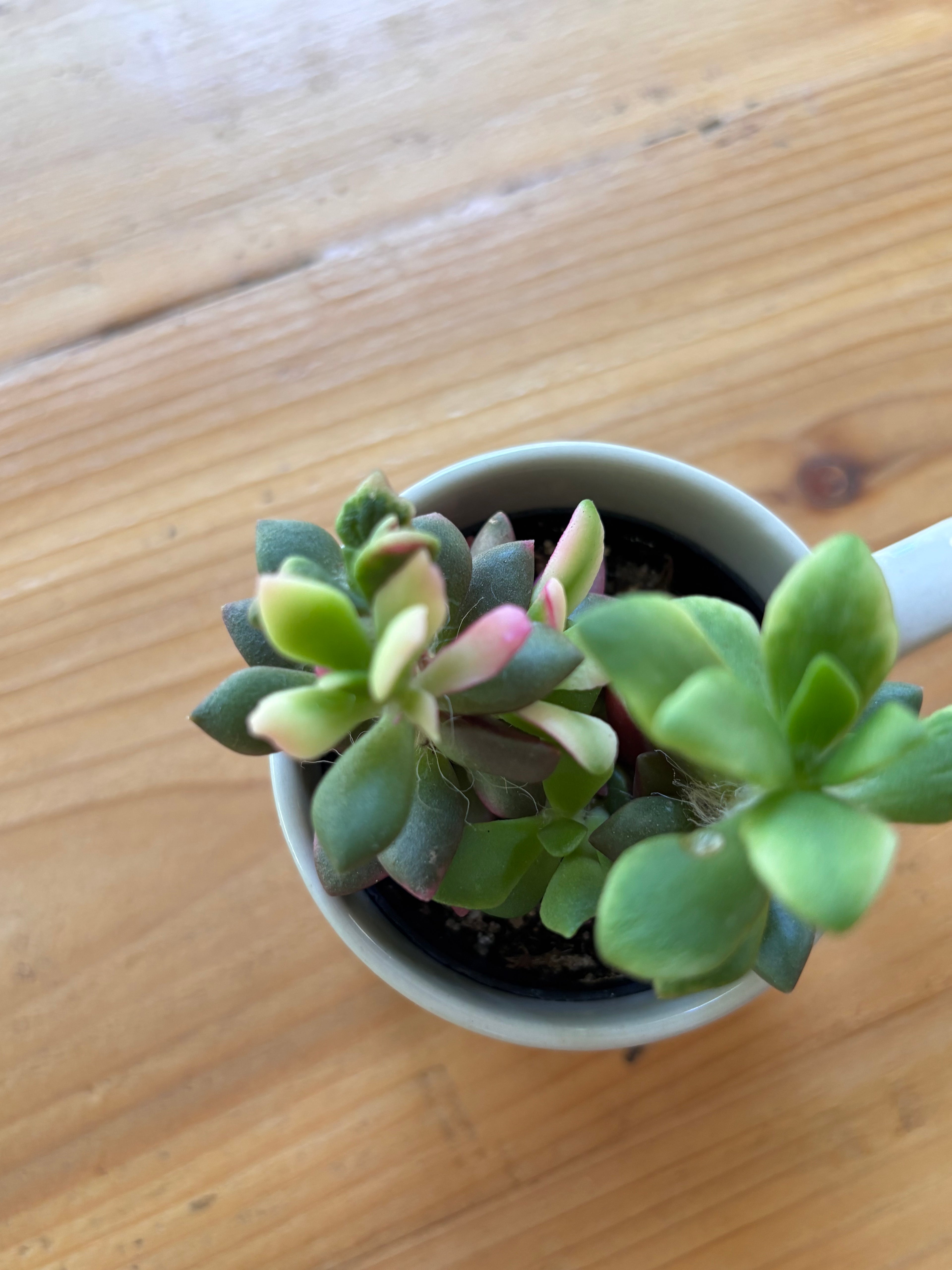 Succulent + Mug