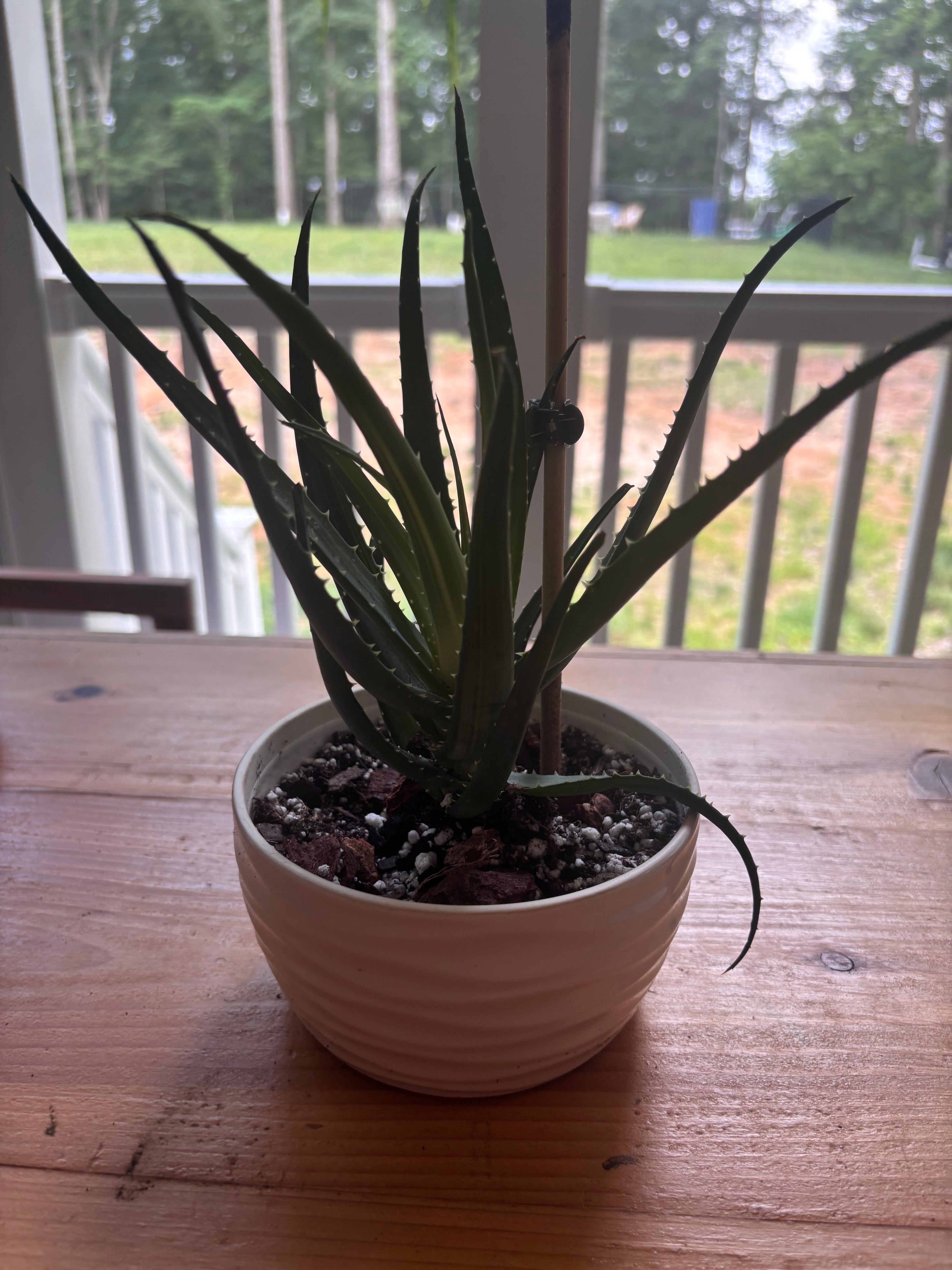 Aloe Solar Flare-Anonymous Coffee