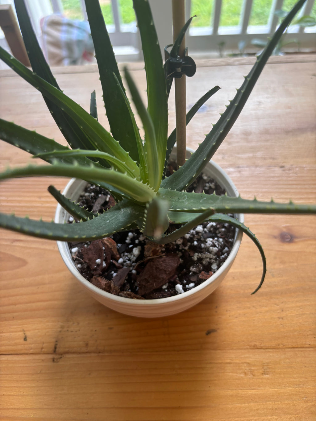 Aloe Solar Flare-Anonymous Coffee