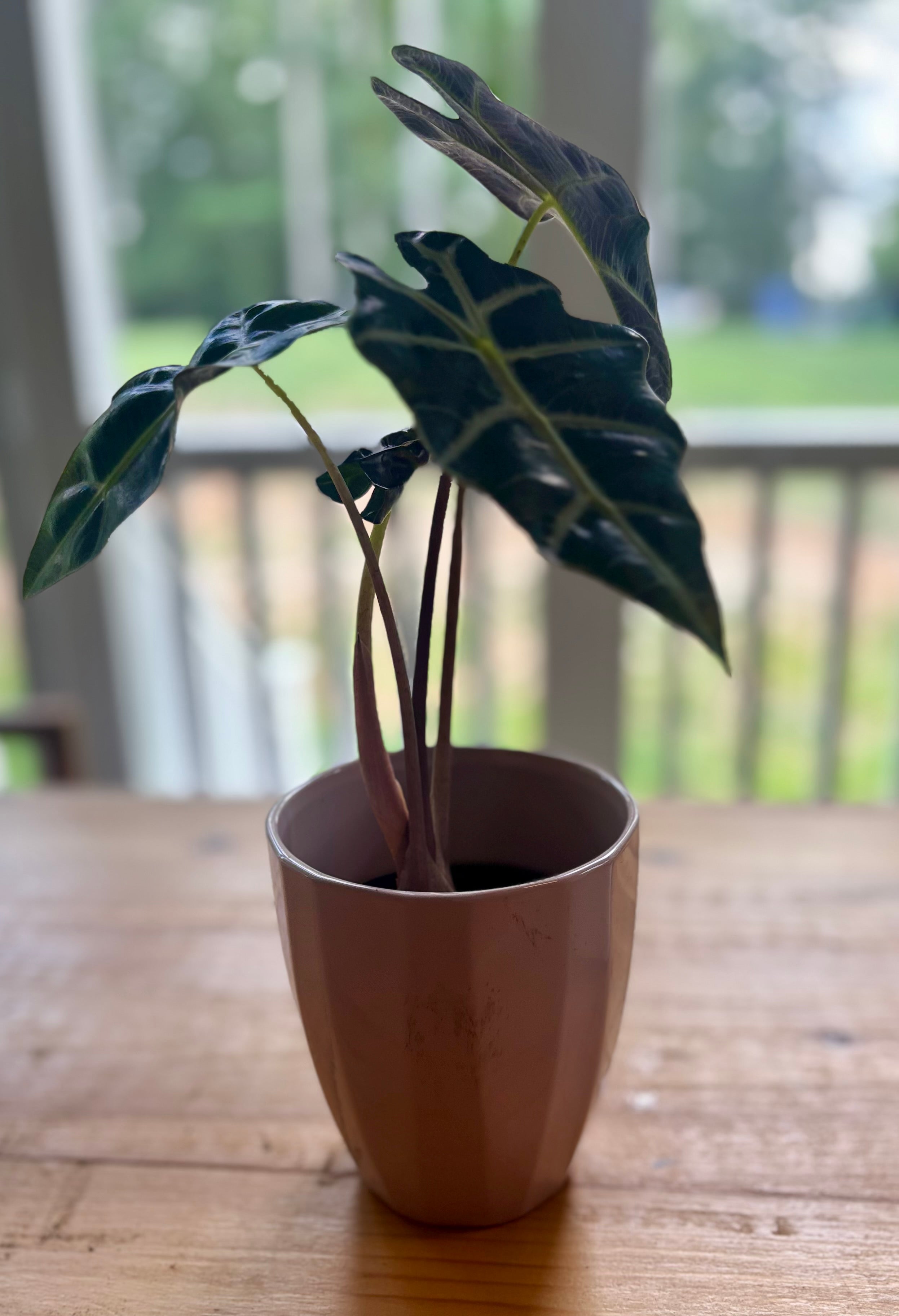 African Polly + Pot