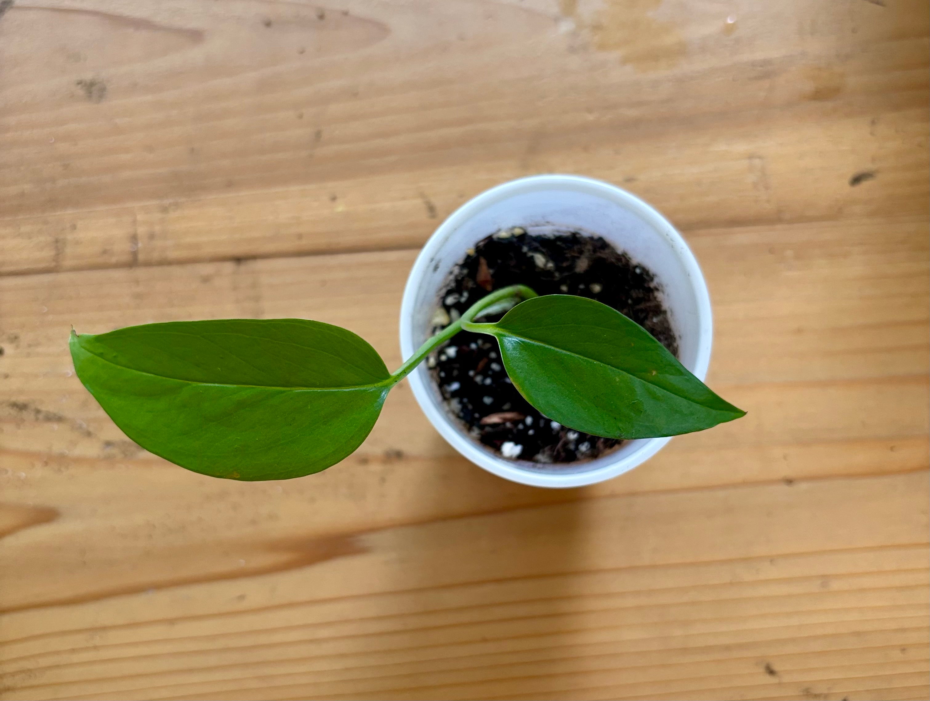 Baby Pothos + Hot Mess Mug