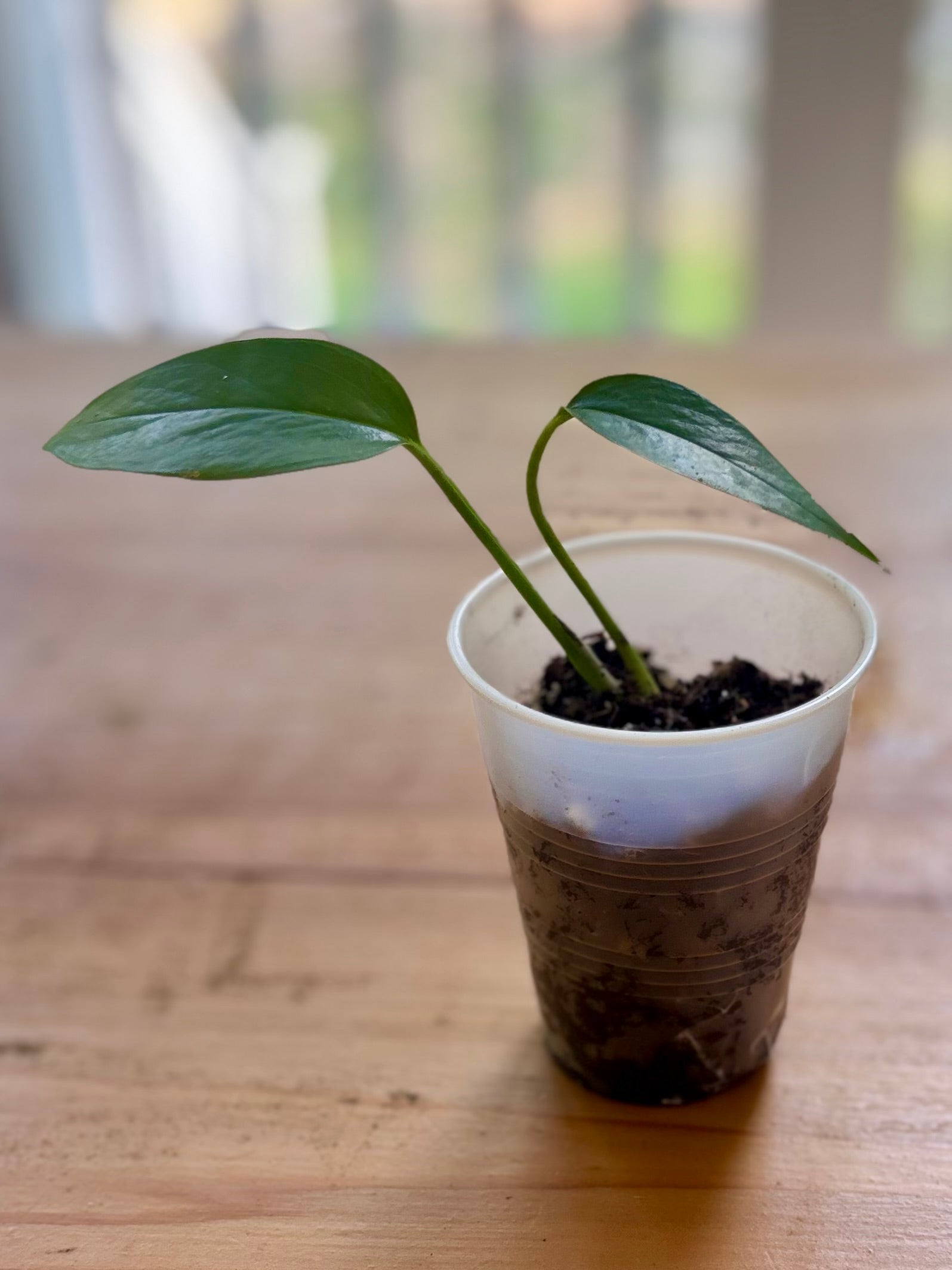 Baby Pothos + Hot Mess Mug