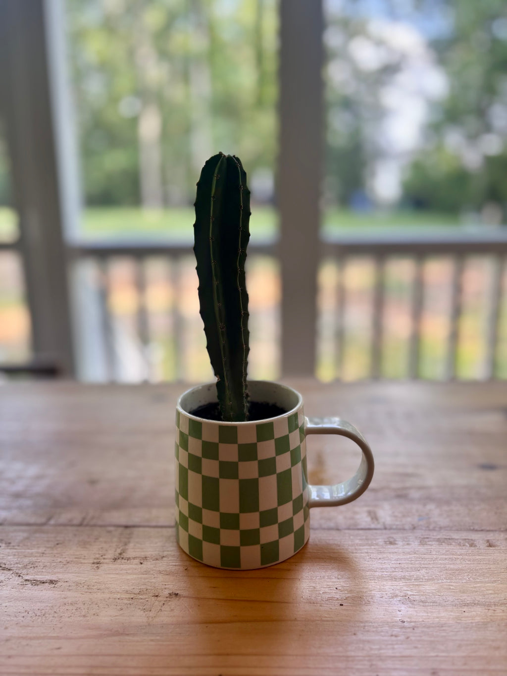Cactus + Checkered Mug
