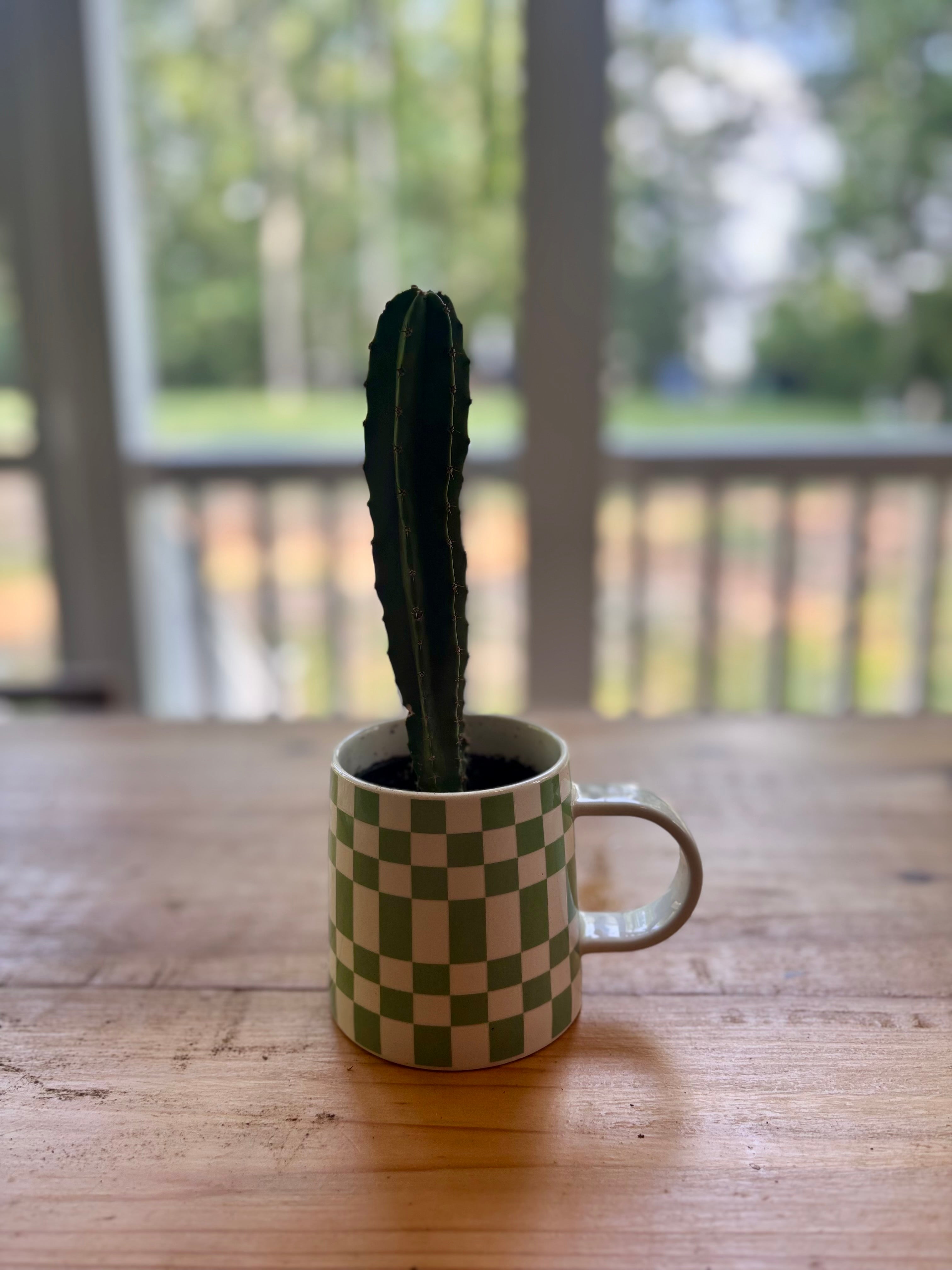 Cactus + Checkered Mug